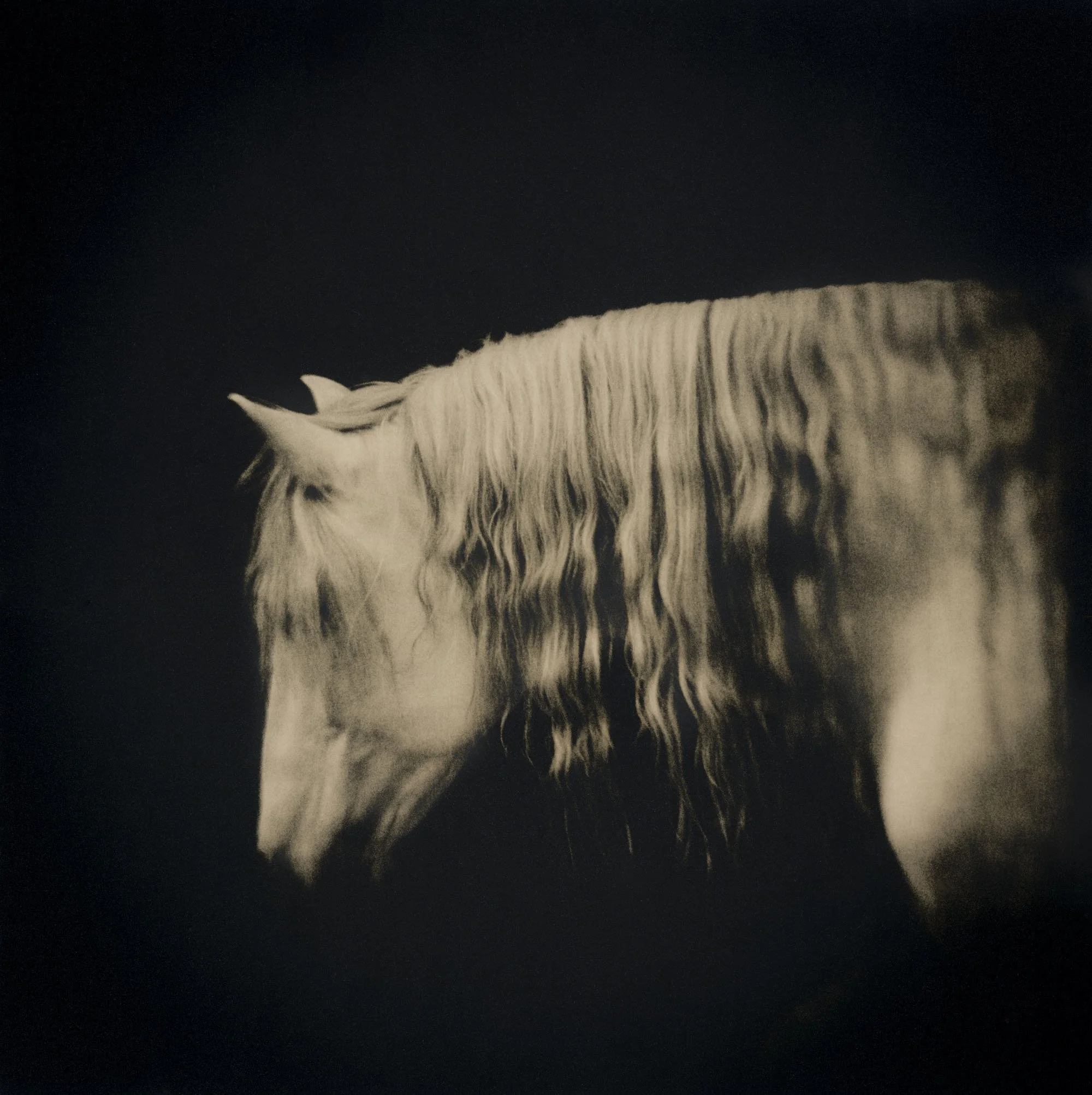 Black and white photo of a white horse with a flowing mane against a dark background.