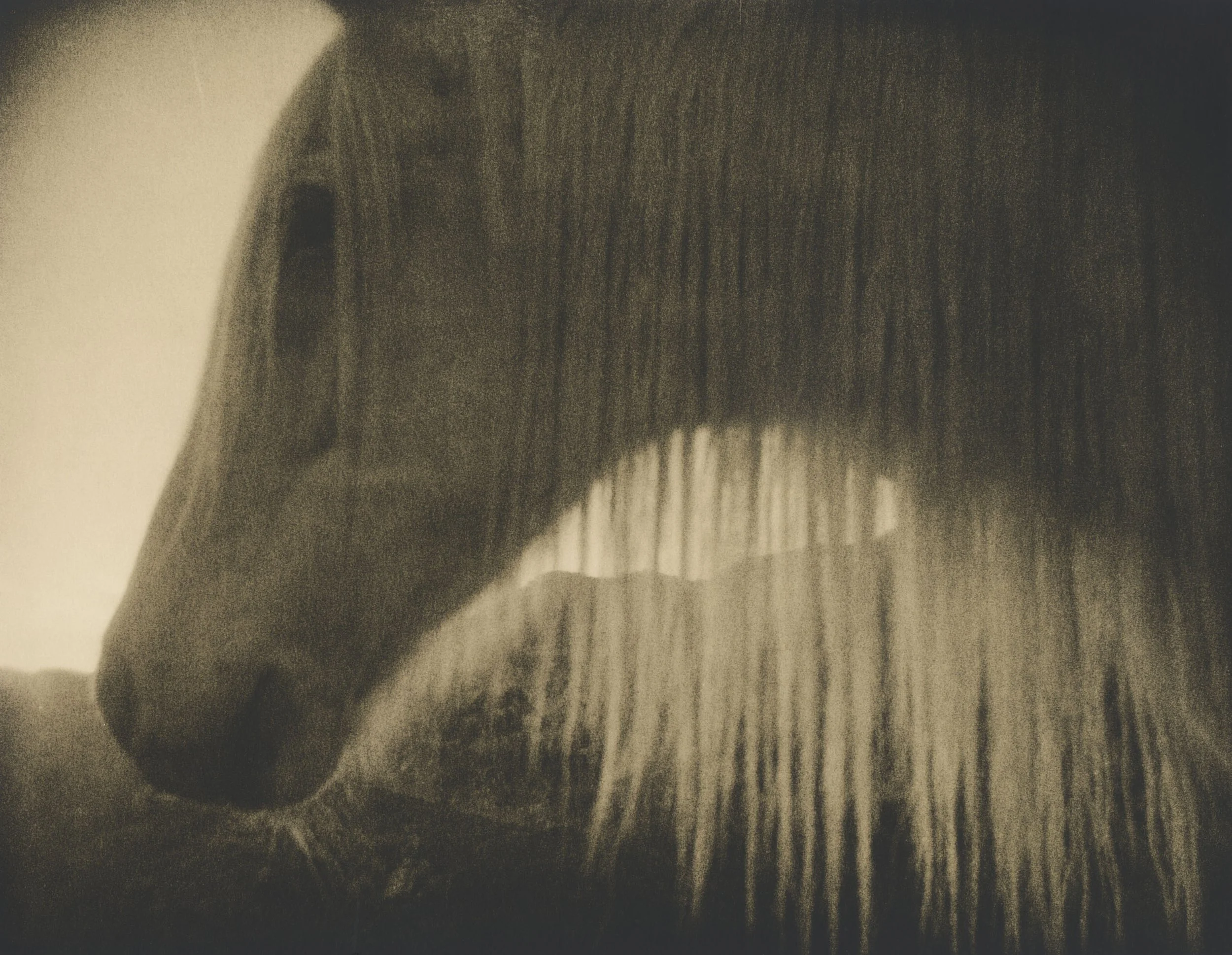 Close-up of a horse's head, focusing on the nose and eye, with a textured, sepia-toned appearance.