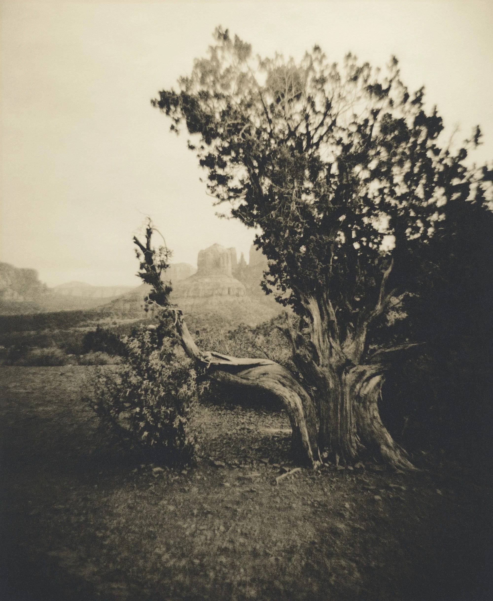 A black and white photograph of a large, twisted tree in a desert landscape with a butte in the background.