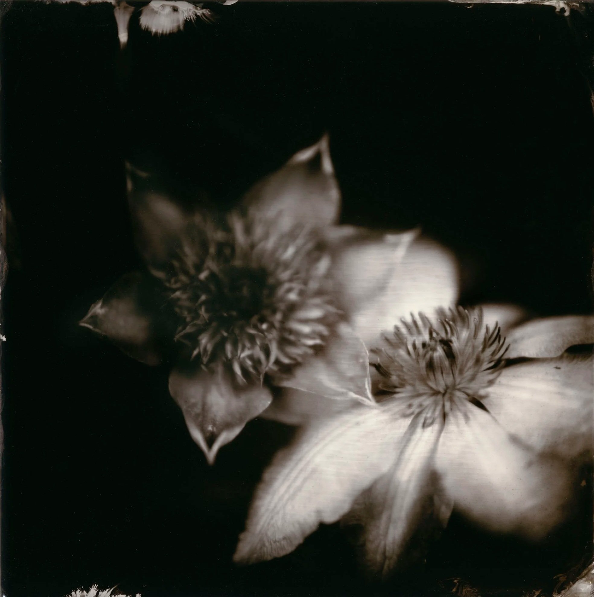 Black and white image of a large lily flower and a smaller spiky flower, with fuzzy textured leaves around them, all set against a dark background.