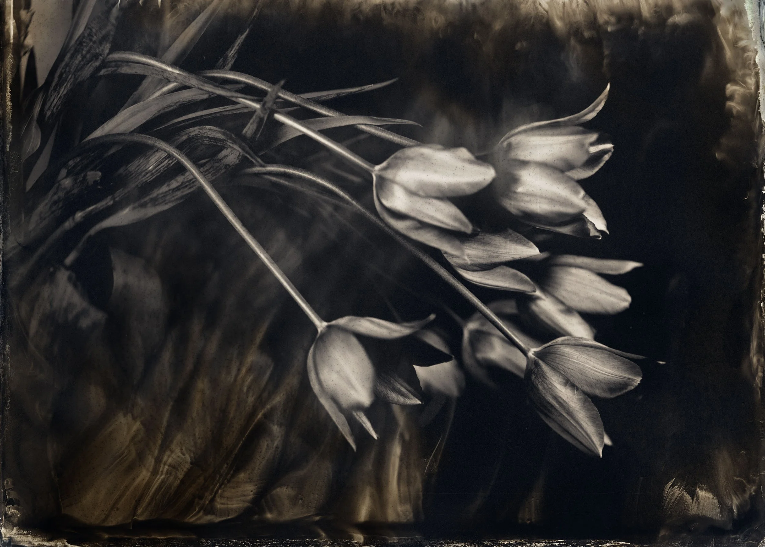 Black and white photograph of a bouquet of lilies with closed buds and long stems.