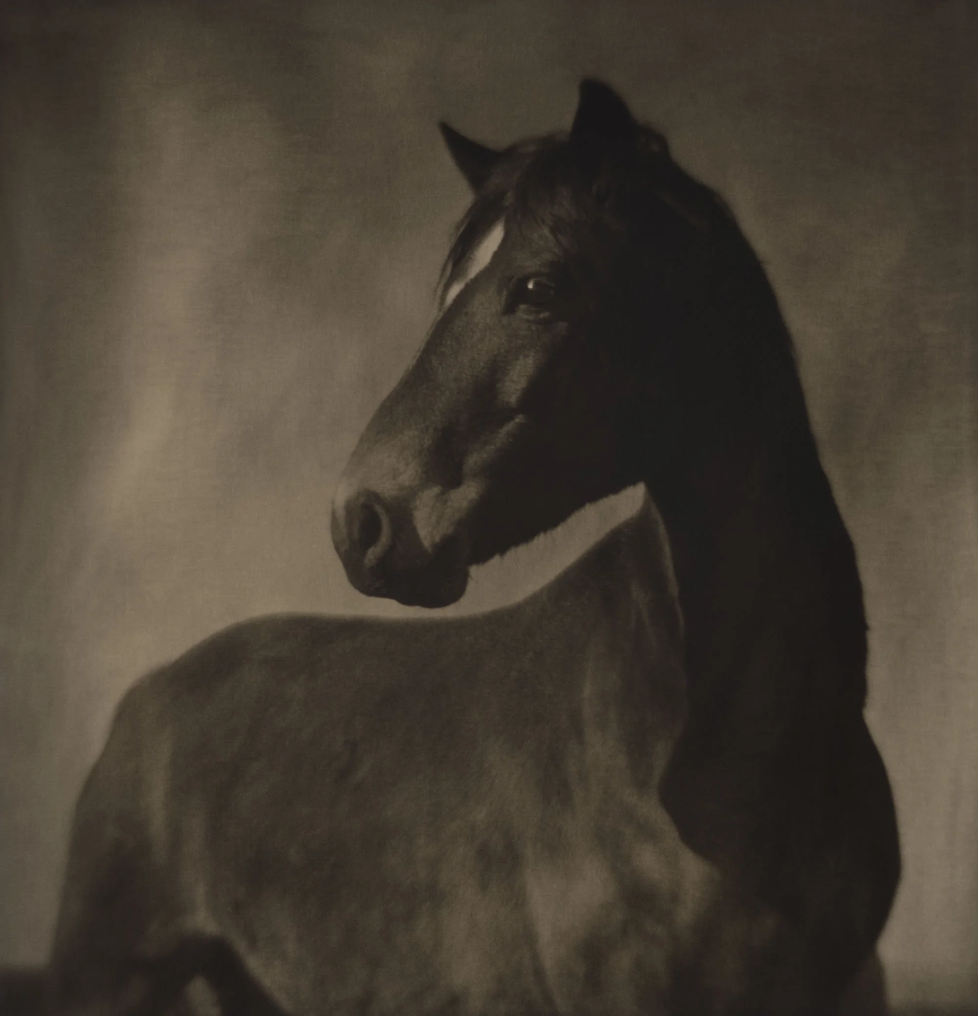 A black and white portrait of a horse with a dark background.