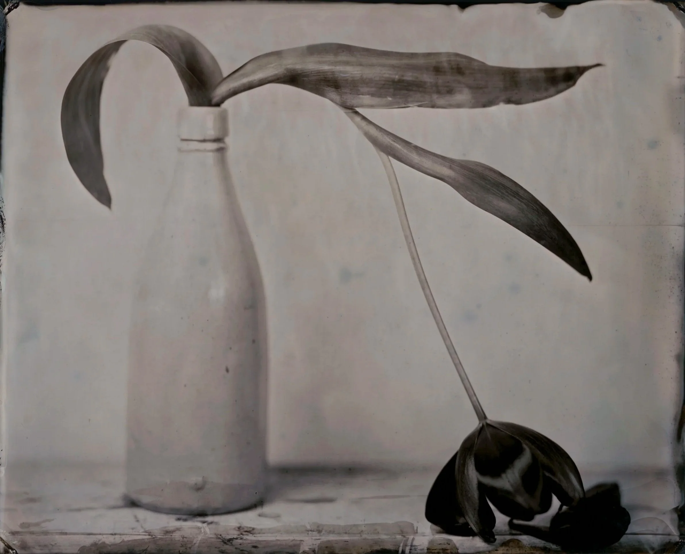 Black and white photograph of a glass bottle with a single leafed plant, some leaves are drooping and laying on the surface.