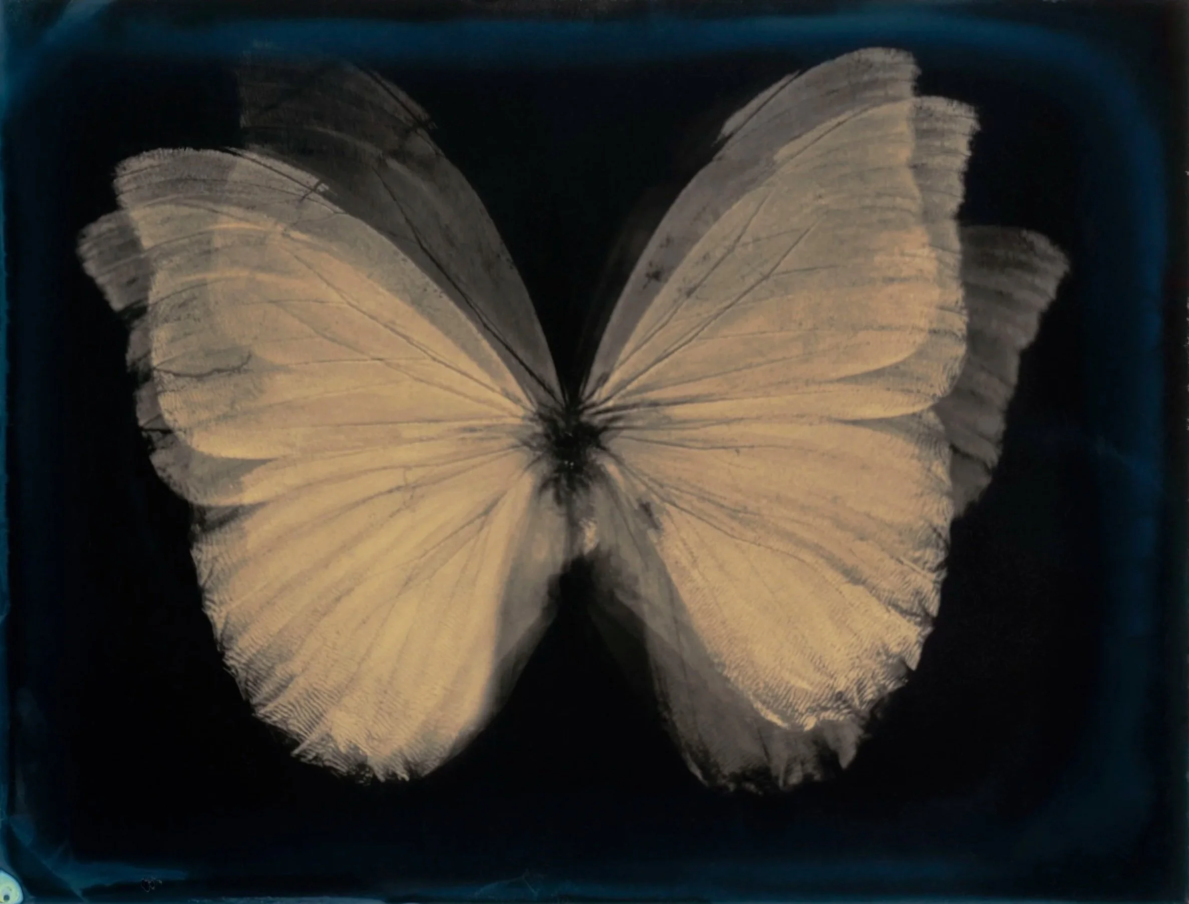 A butterfly with pale yellow wings against a dark background.