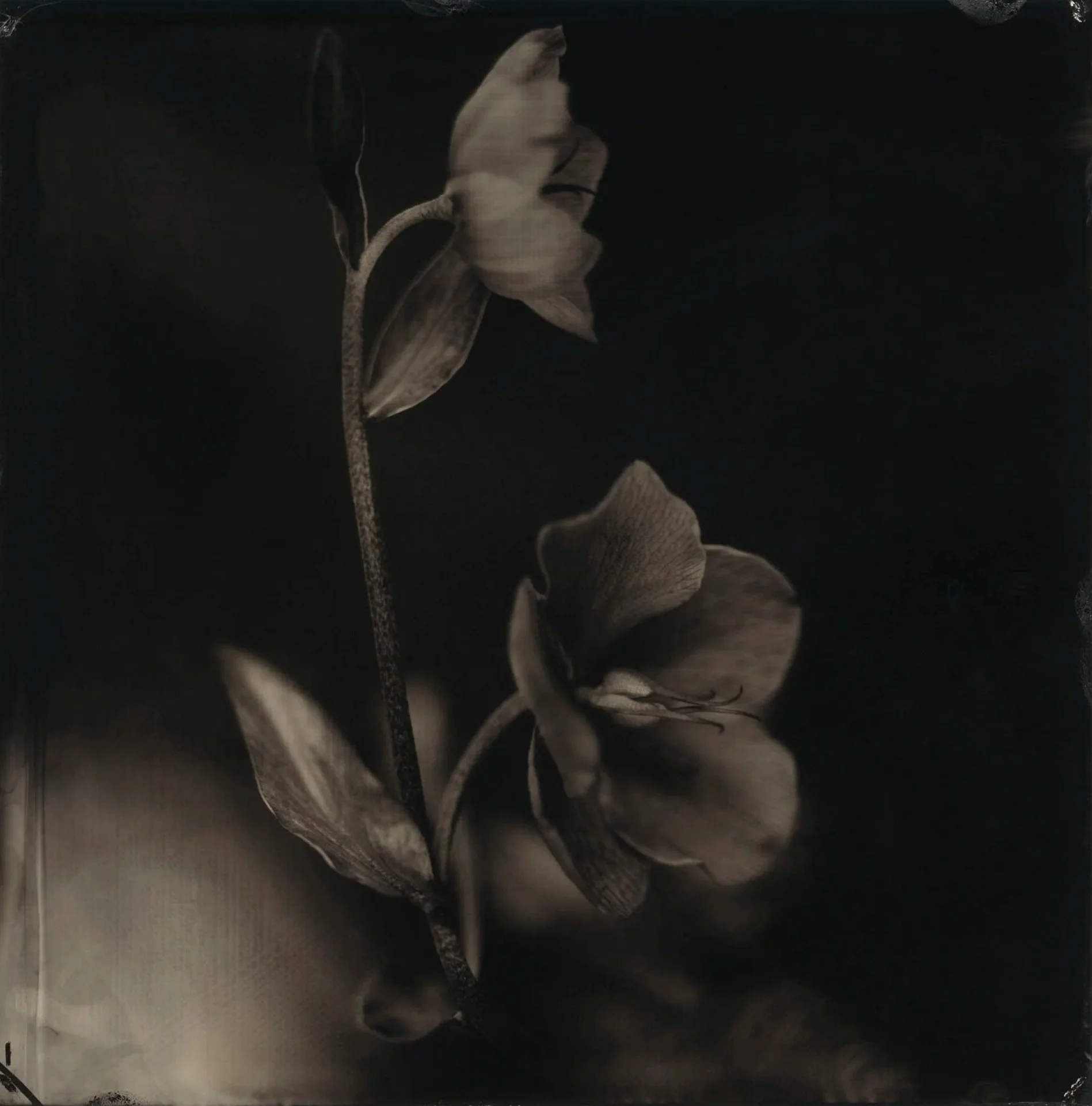 Black and white photograph of a flower with dark background, detailed petals, and a long stem.