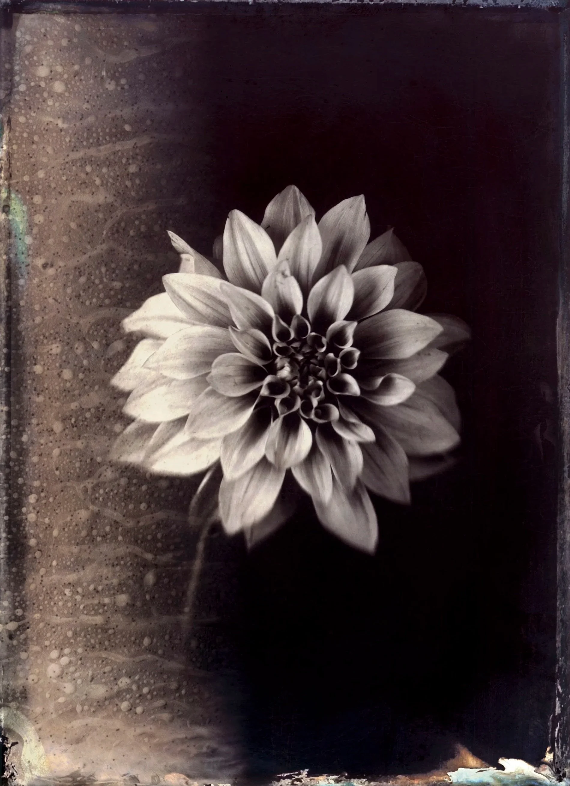 Black and white photograph of a large, intricate flower with multiple layers of petals, centered on a dark background. Water droplets or condensation can be seen on the surface to the left of the flower.