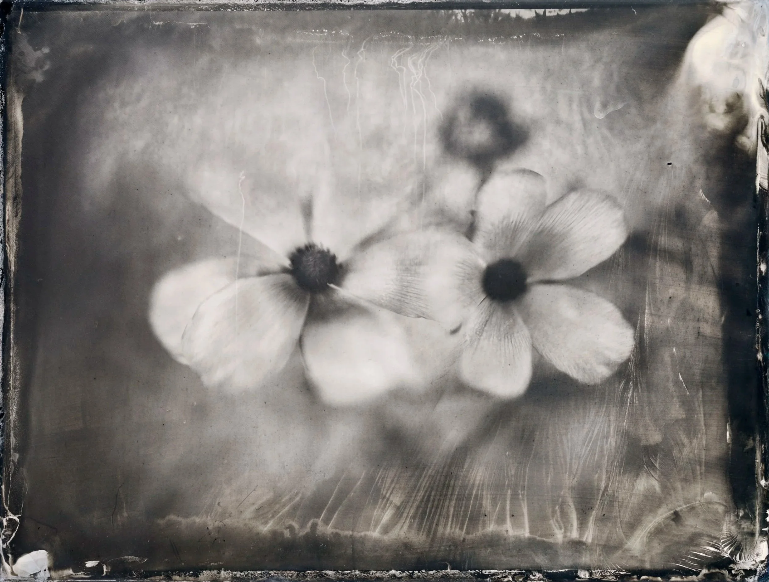 Black and white photograph of three flowers with dark centers and light petals on a textured background
