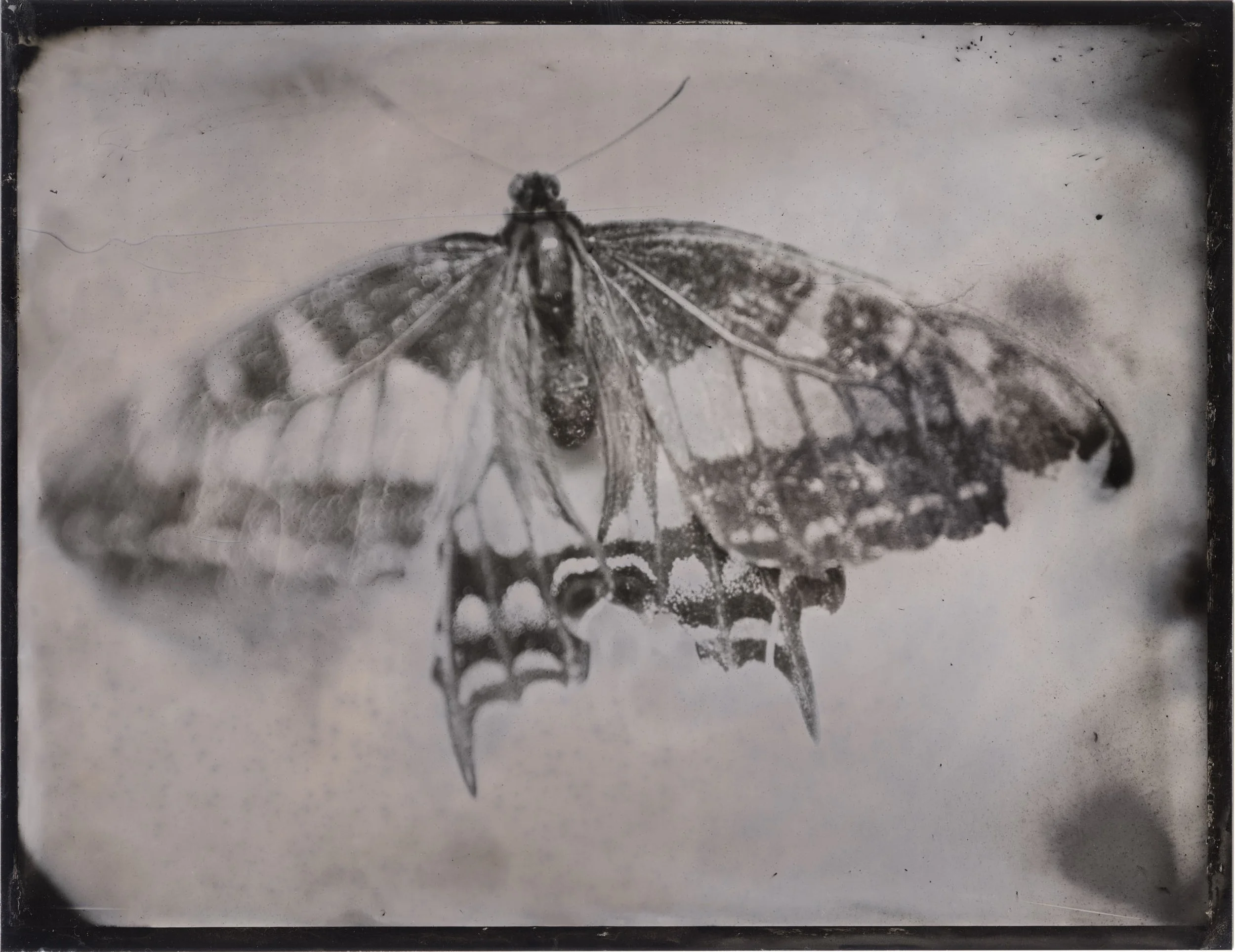 Black and white photograph of a butterfly with partially transparent wings perched on a surface.