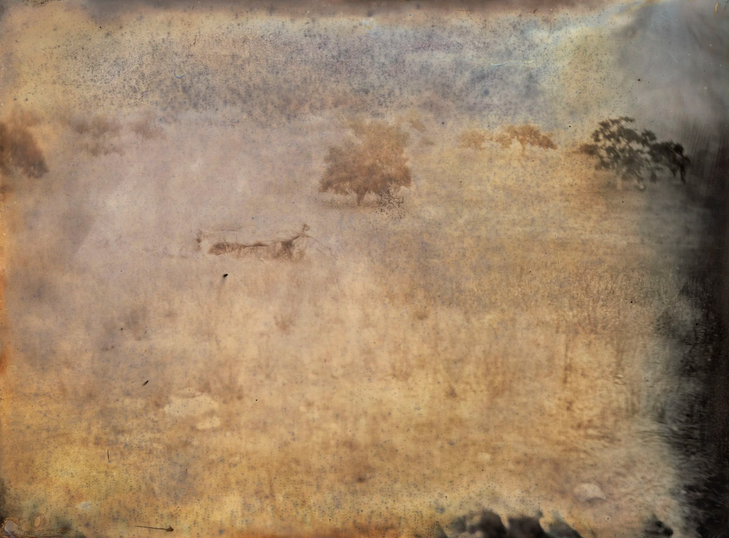 A watercolor painting depicting a landscape with a lion, some trees, and a body of water with a reflection.