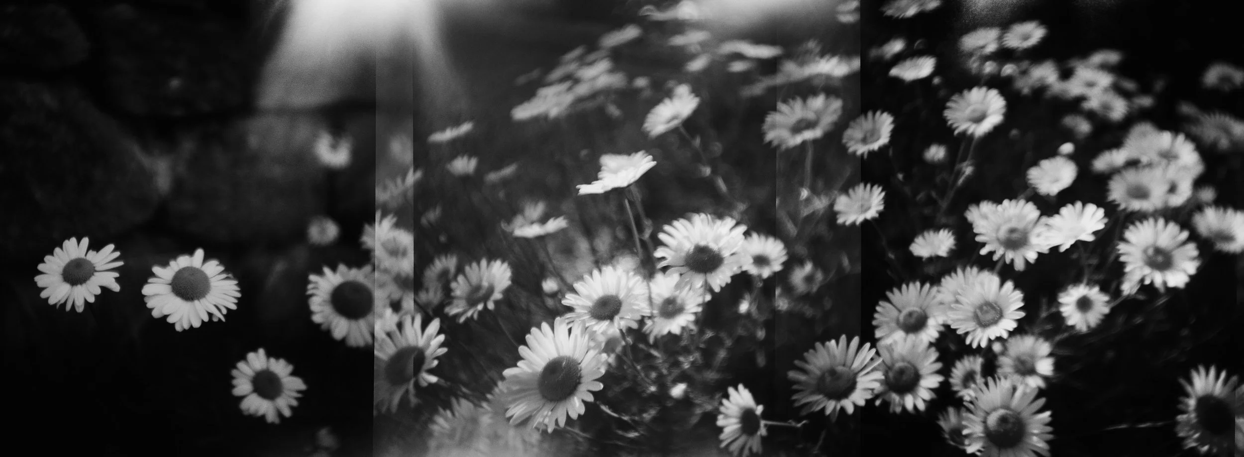 LP_R669_F10_daisies_c1_v5_P20K_IFPR_72x26.jpg