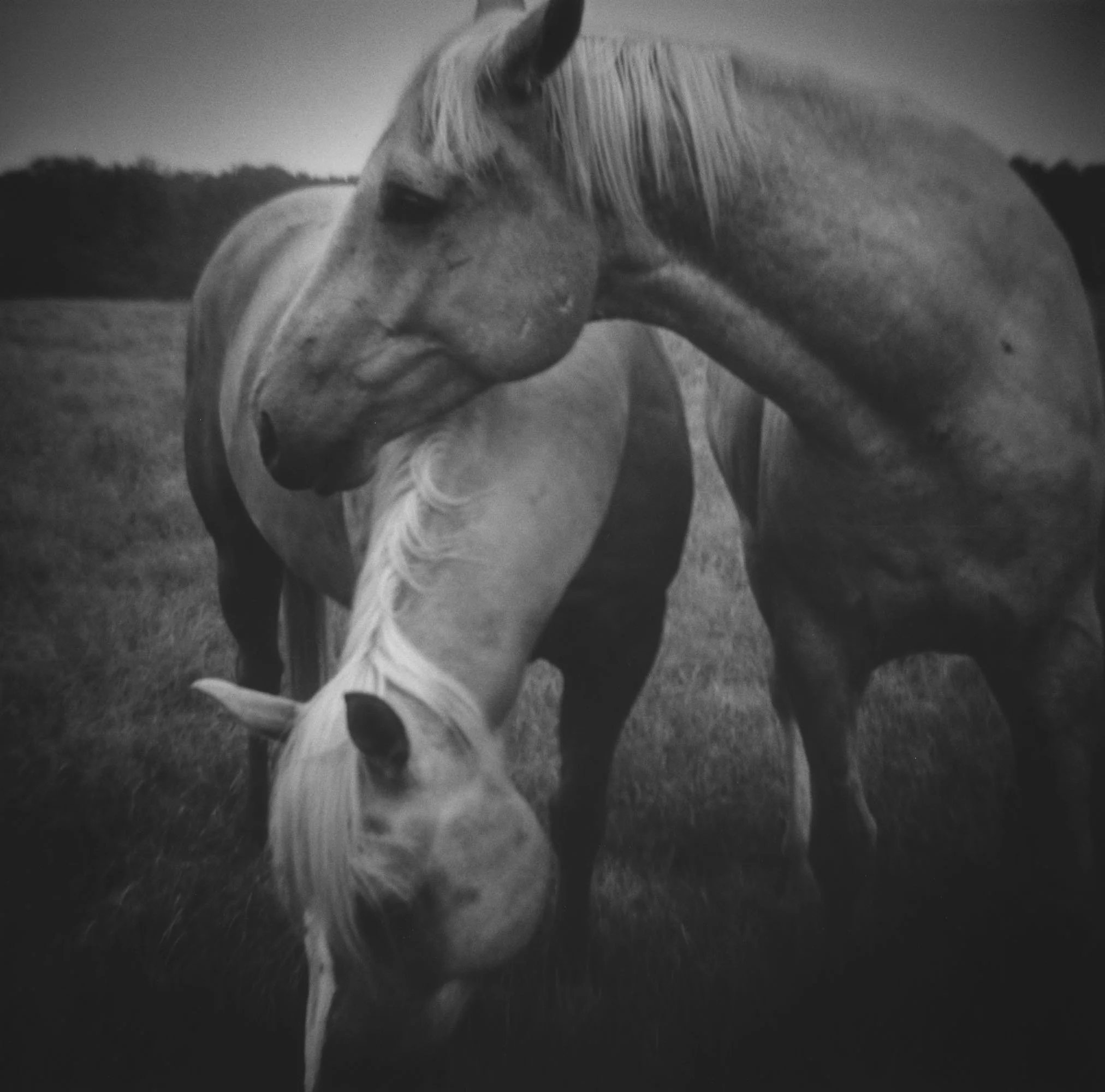 Lara scan 120-Pano.jpg