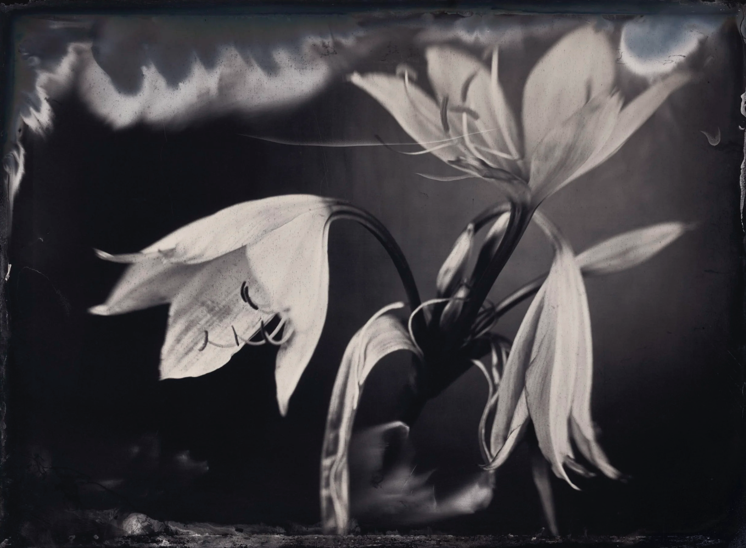 Black and white photograph of a flower with large leaves and petals that are curving outward.