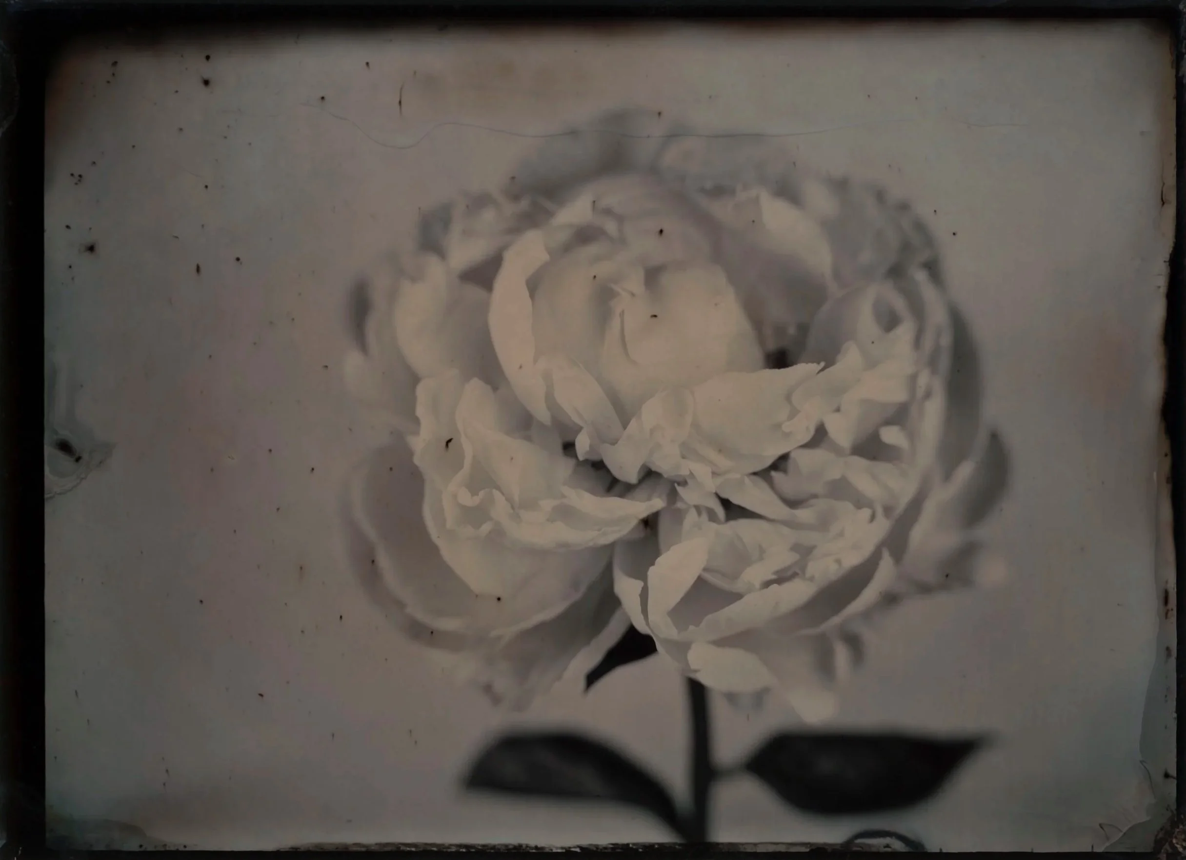 Black and white photo of a peony flower with a dark background, detailed petals, and leaves