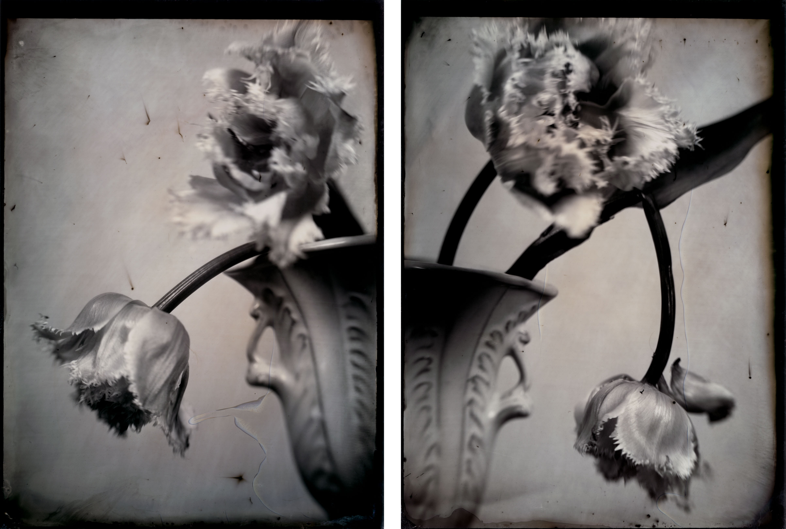 Black and white photograph of a ceramic vase with tulips, viewed from the side. The tulips appear wilted, with some petals drooping and frayed. The vase has ornate detailing, and the background is plain.