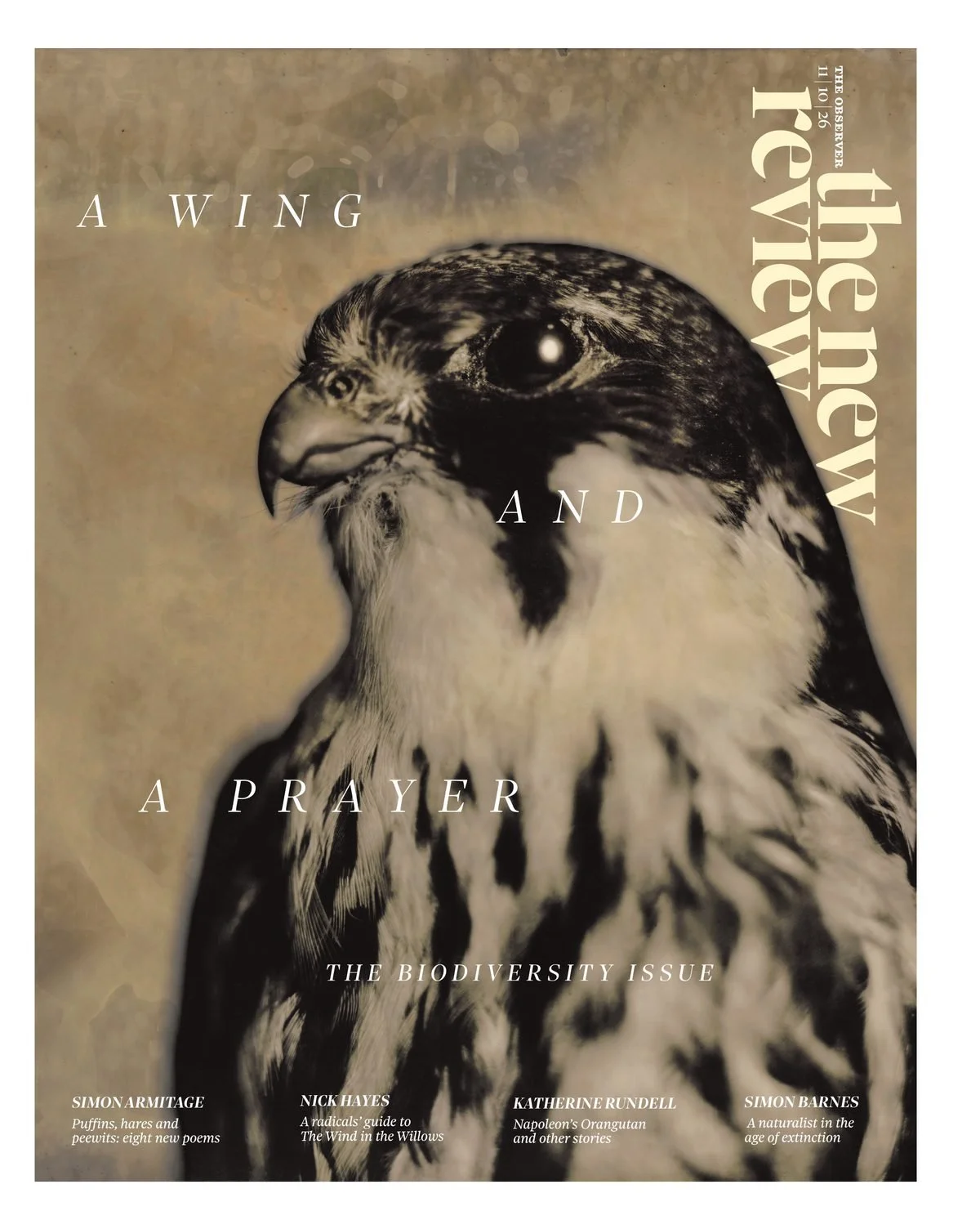 Lara_Porzak_Observer_cover.jpg