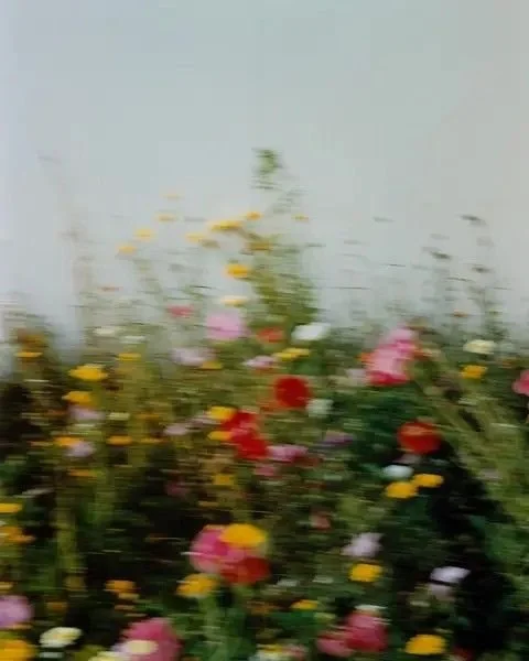 Blurred image of a colorful flower garden with pink, yellow, red, and white flowers against a pale blue sky.