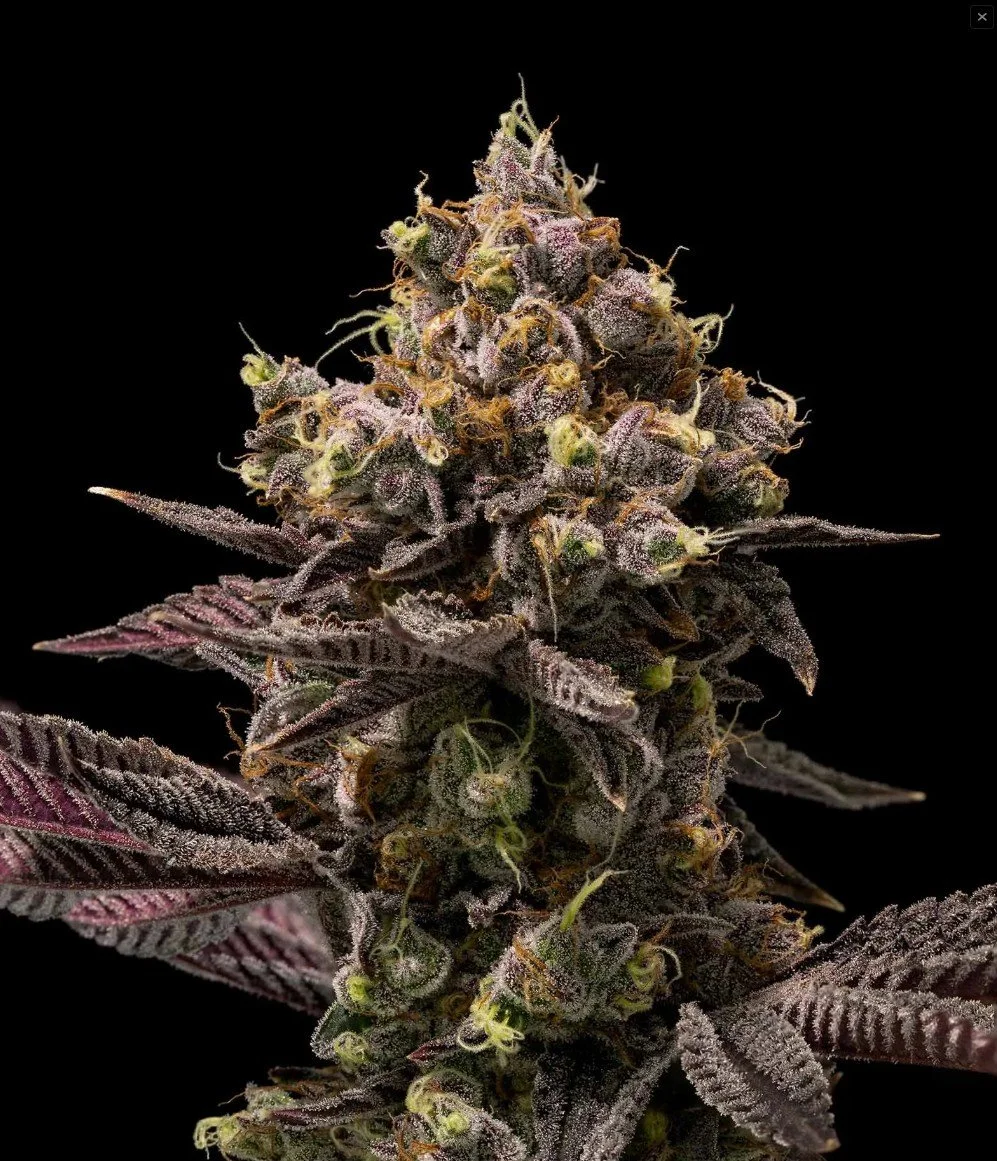 Screenshot 2026-04-01 152139.jpg