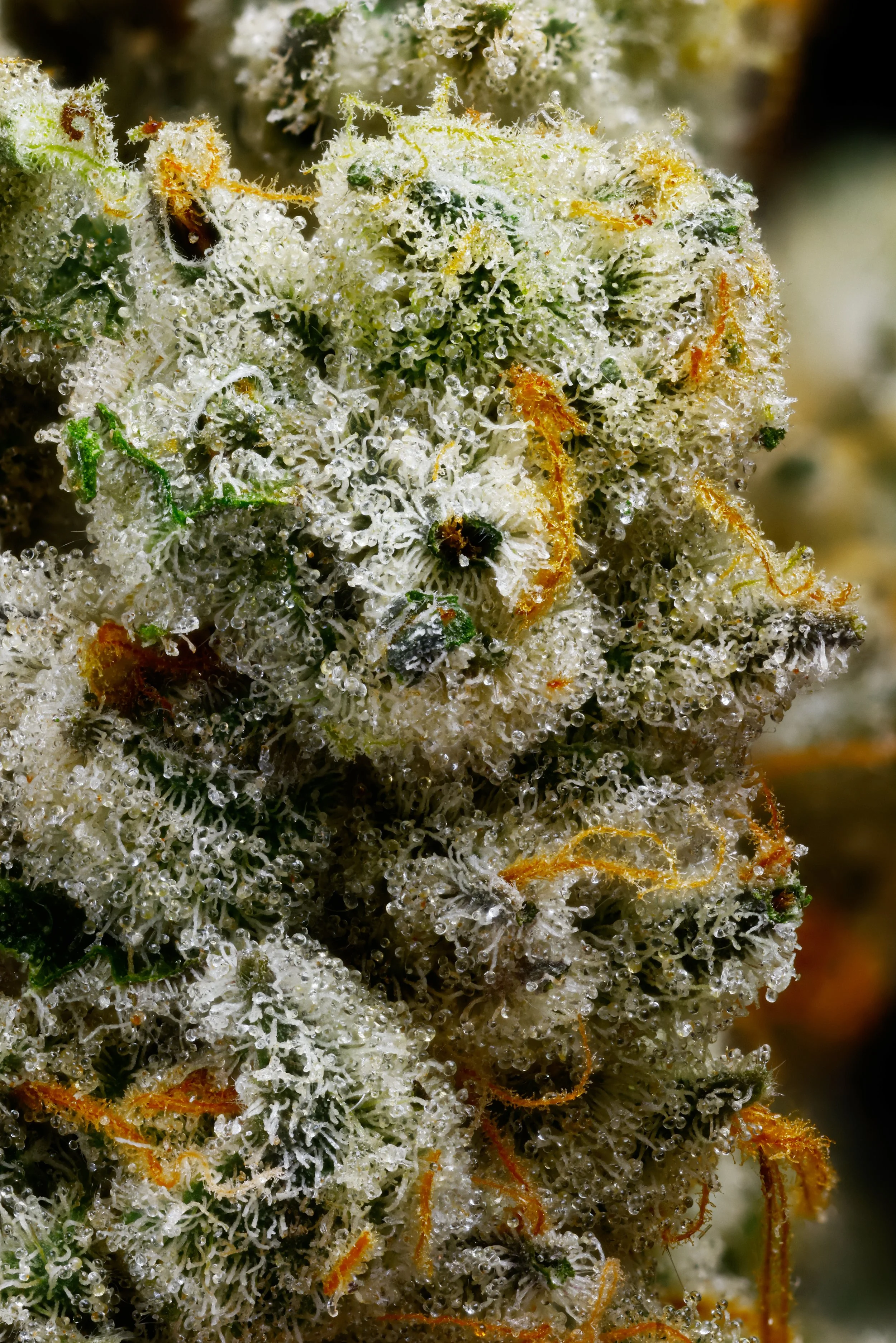021024_Fugu_DriedFlower_Hero_Macro (1) copy.jpg
