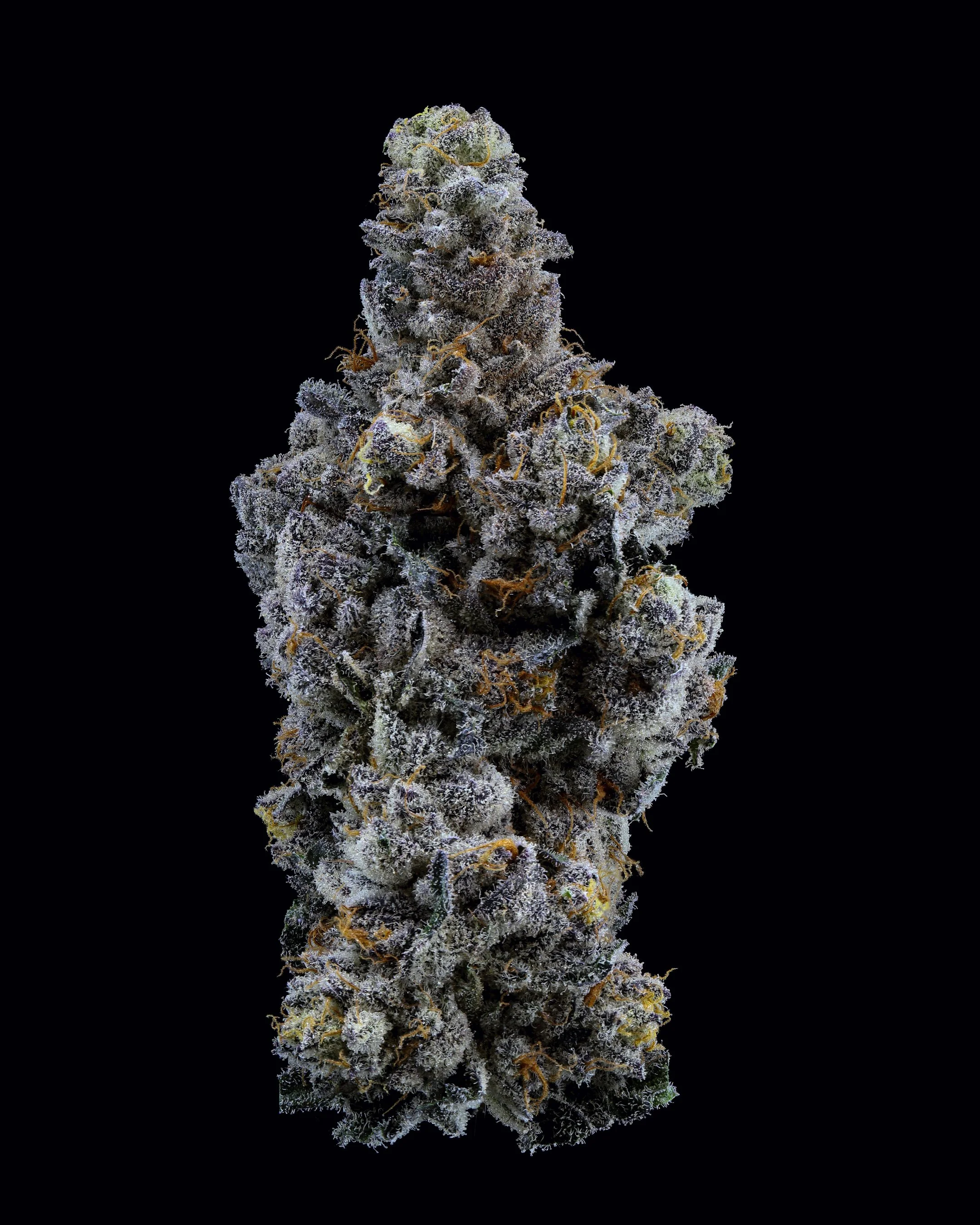 Copy of Blacklight_dried flower_web.jpg