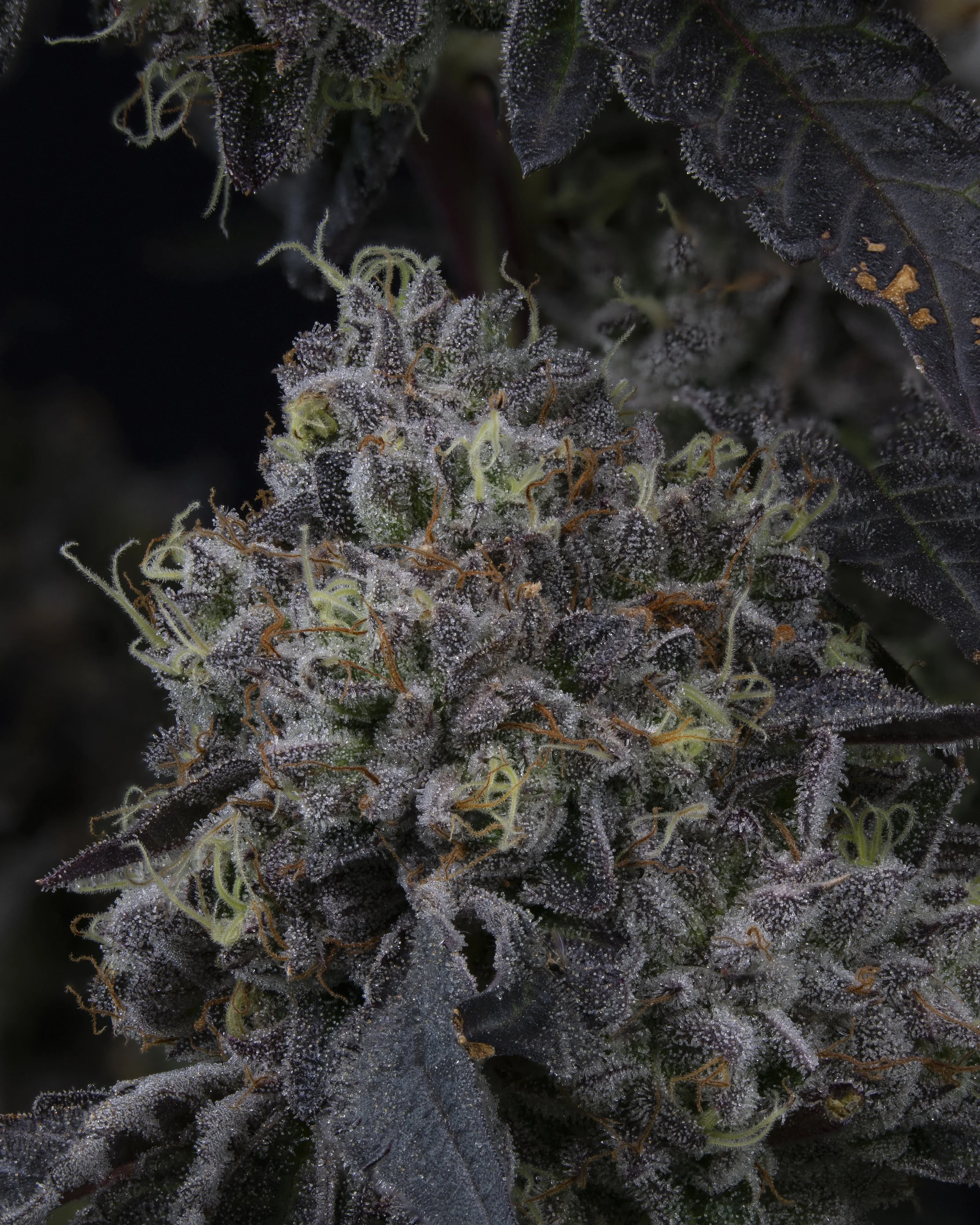 Pine Mentz_side bud.jpg