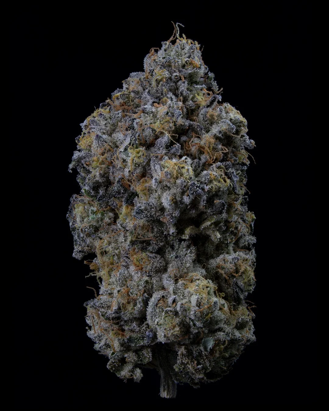 Copy of Pine Mentz_nug_web.jpg