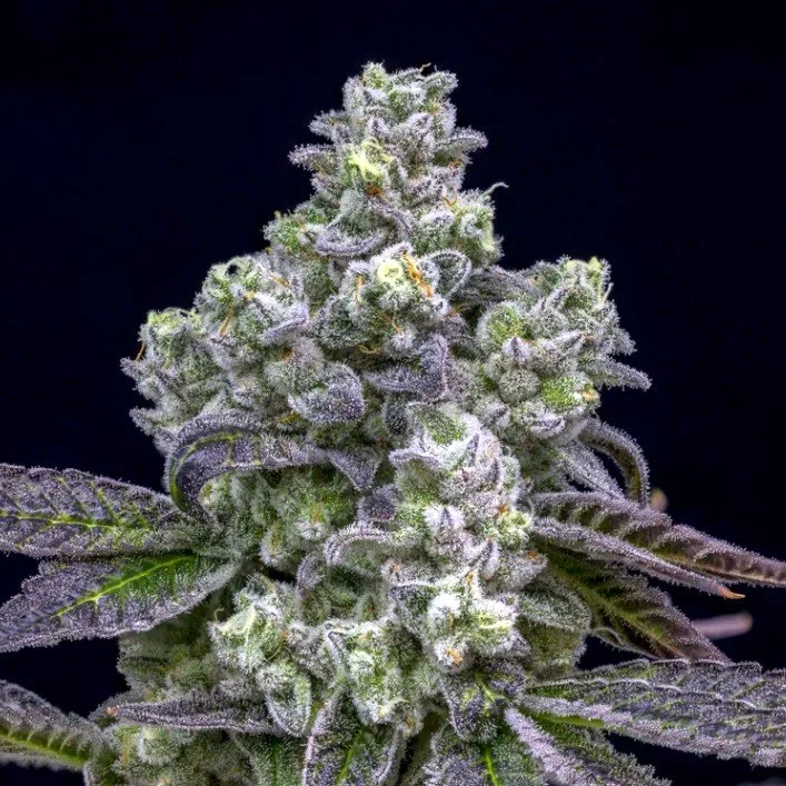 Screenshot 2026-04-01 151929.jpg