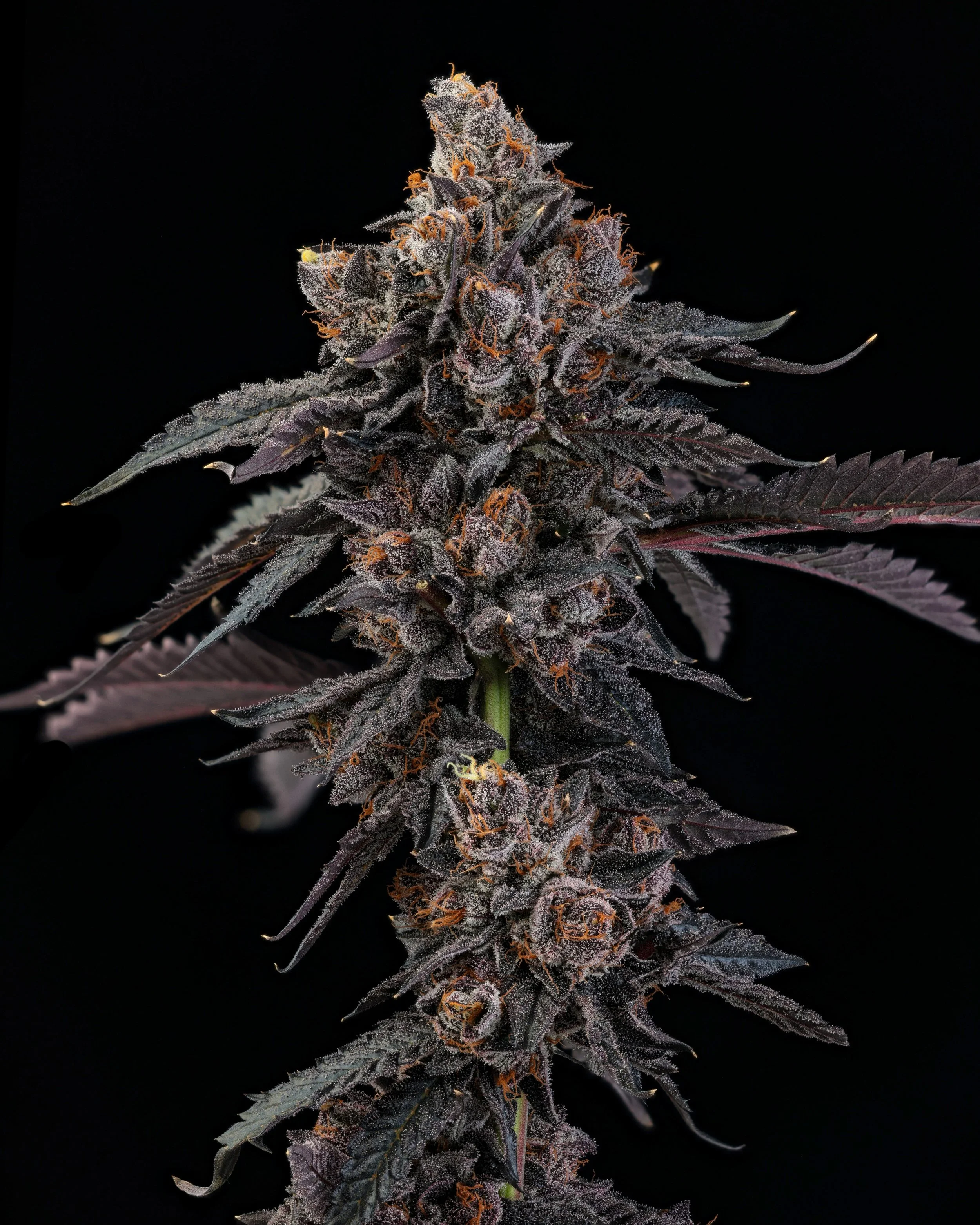 Jezebel 2 8x10 Koots 280924.jpg
