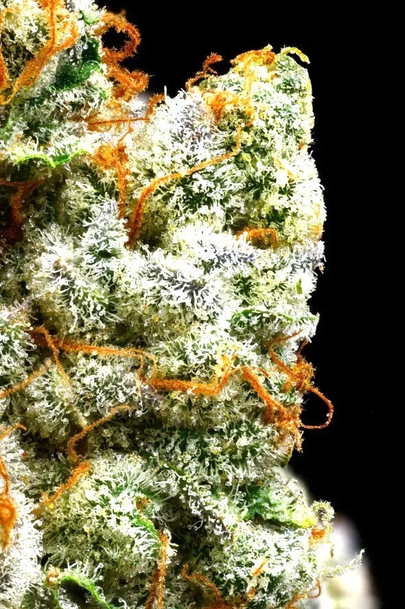 Screenshot 2026-04-01 152004.jpg