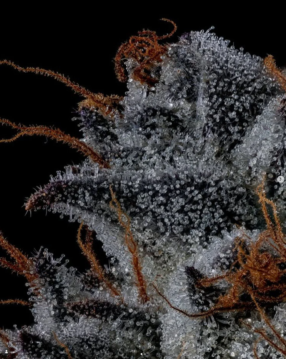 Screenshot 2026-04-01 151243.jpg