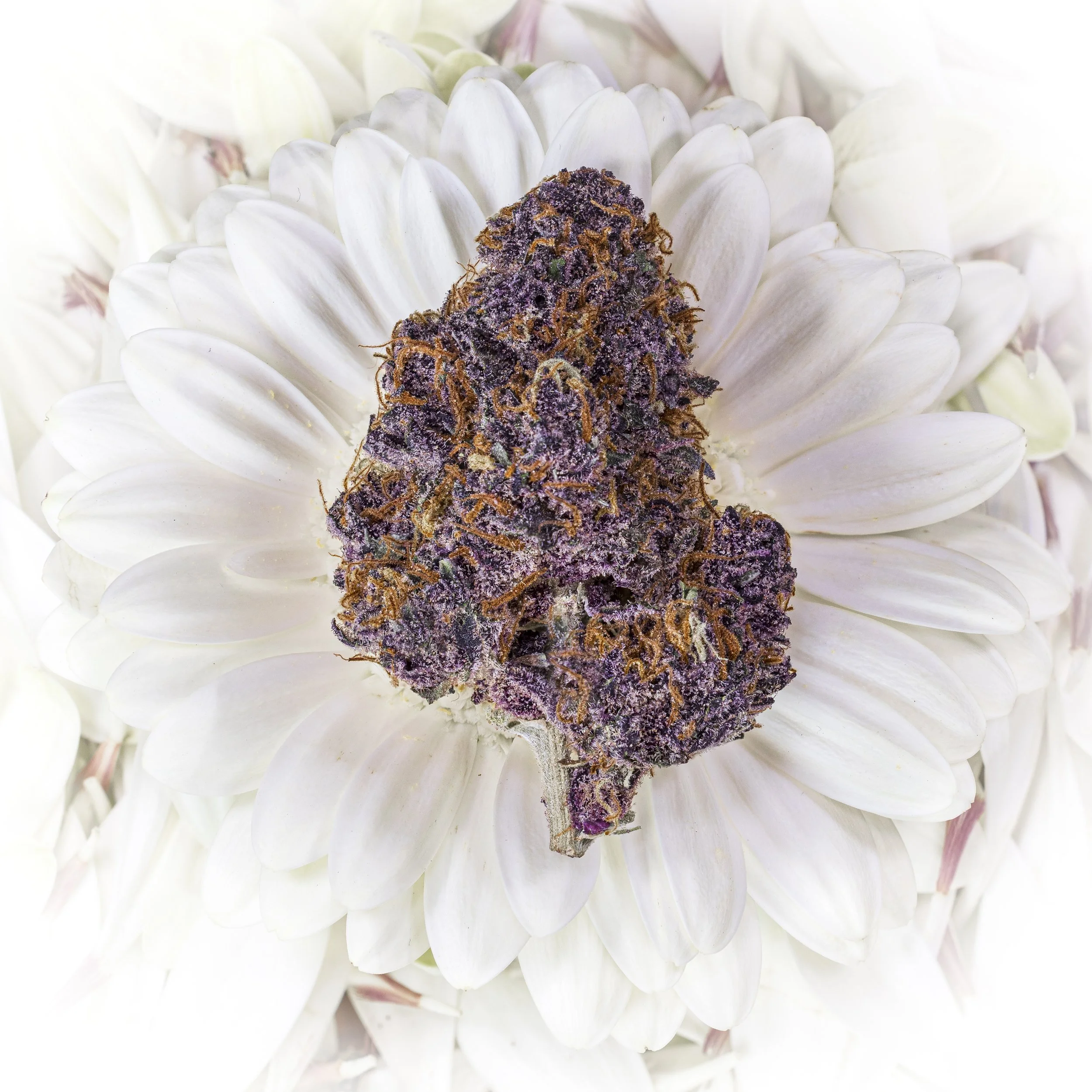 Petal Perfume