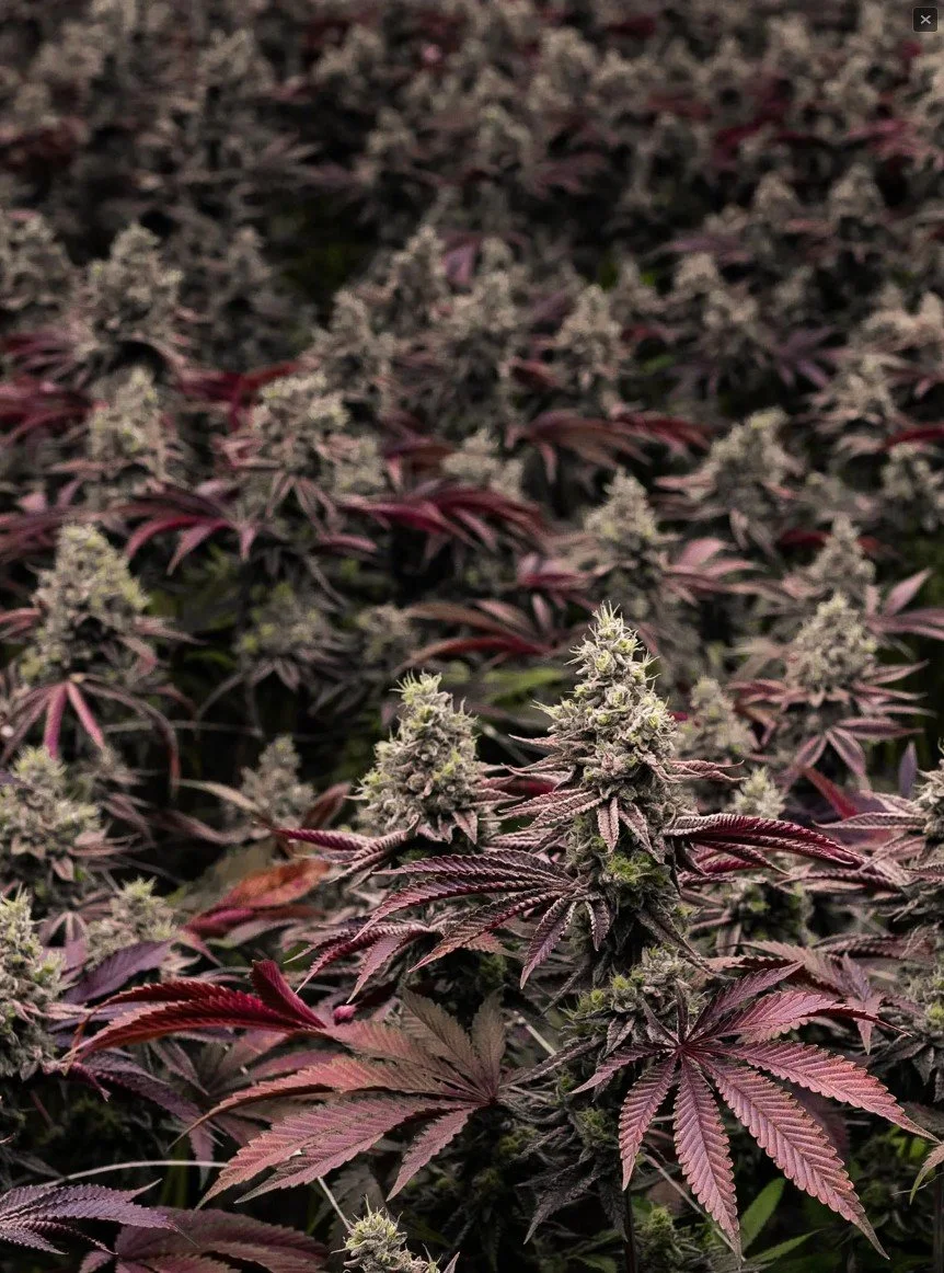 Screenshot 2026-04-01 152206.jpg