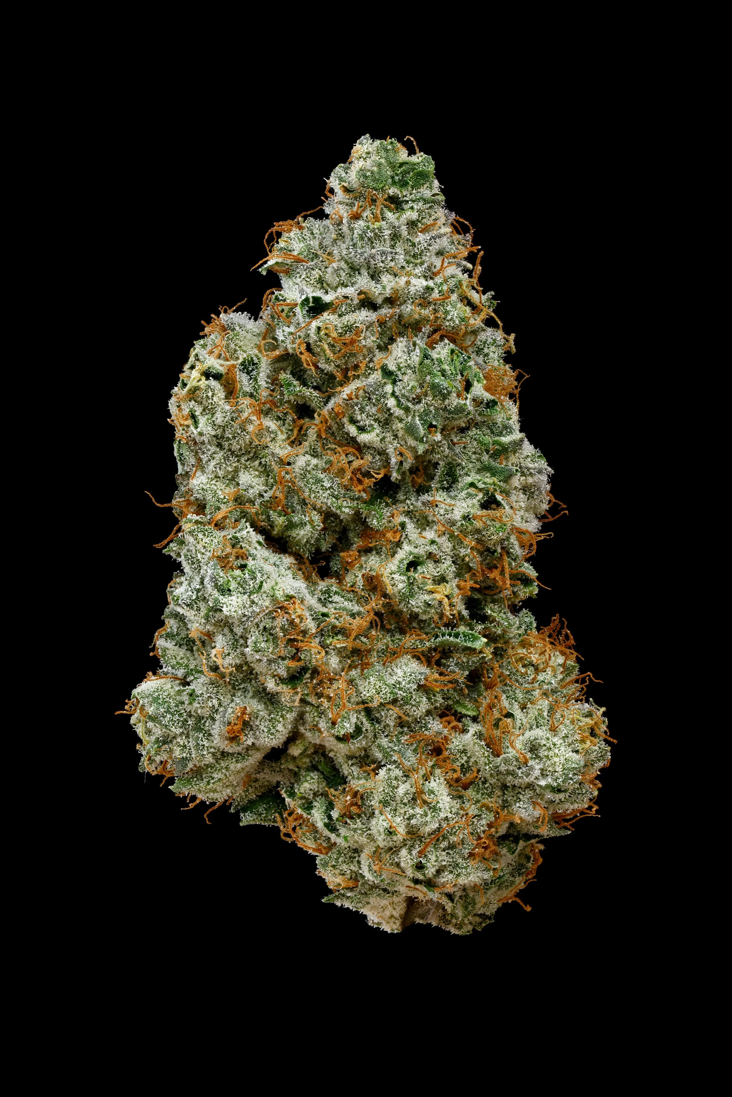 021024_OJZainbow_DriedFlower_Hero_Black.jpg