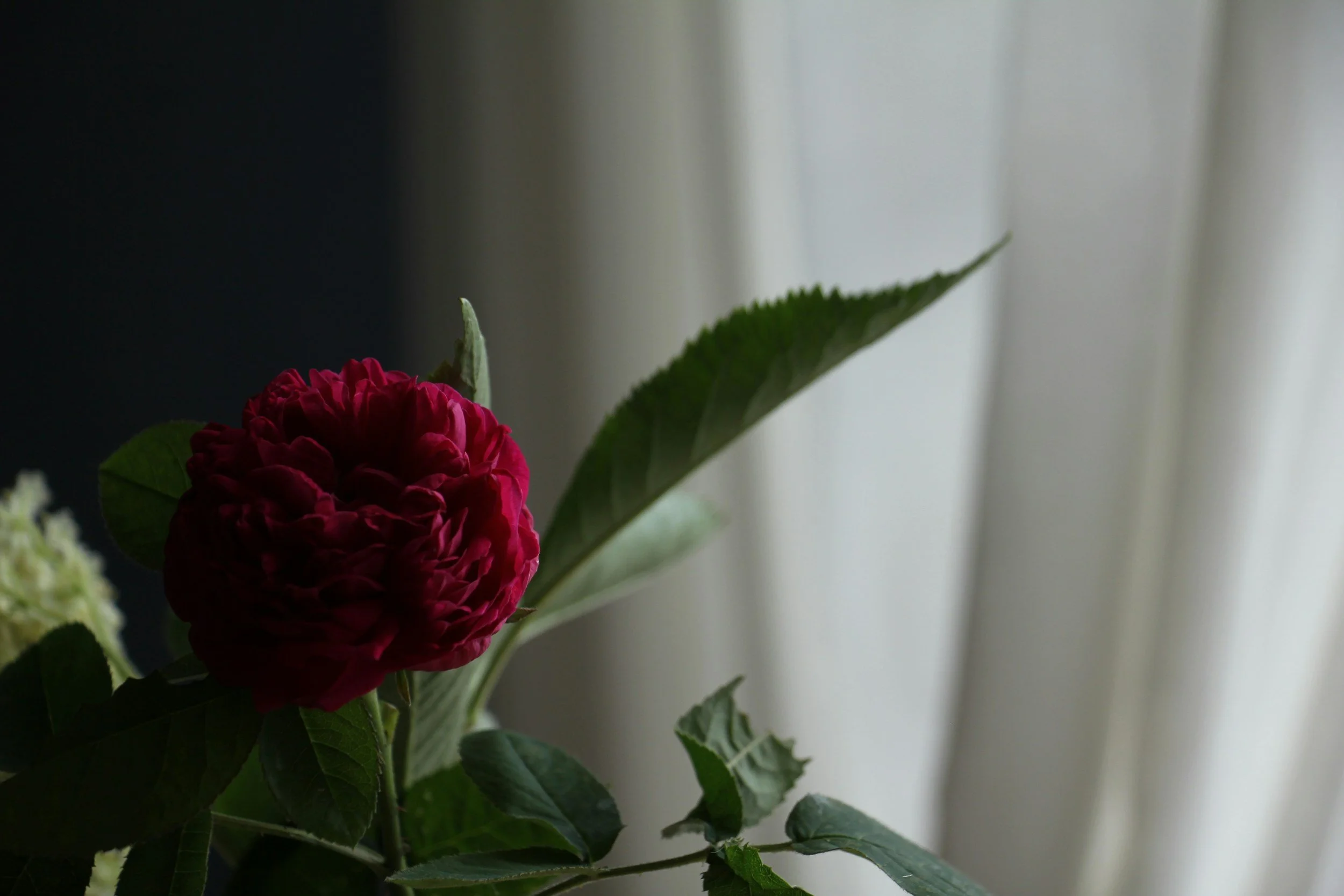 A red flower in front of a dark background with a white curtain to the right.