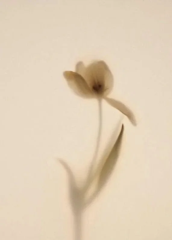 Blurred image of a single tulip flower with a stem and leaves, against a plain background.
