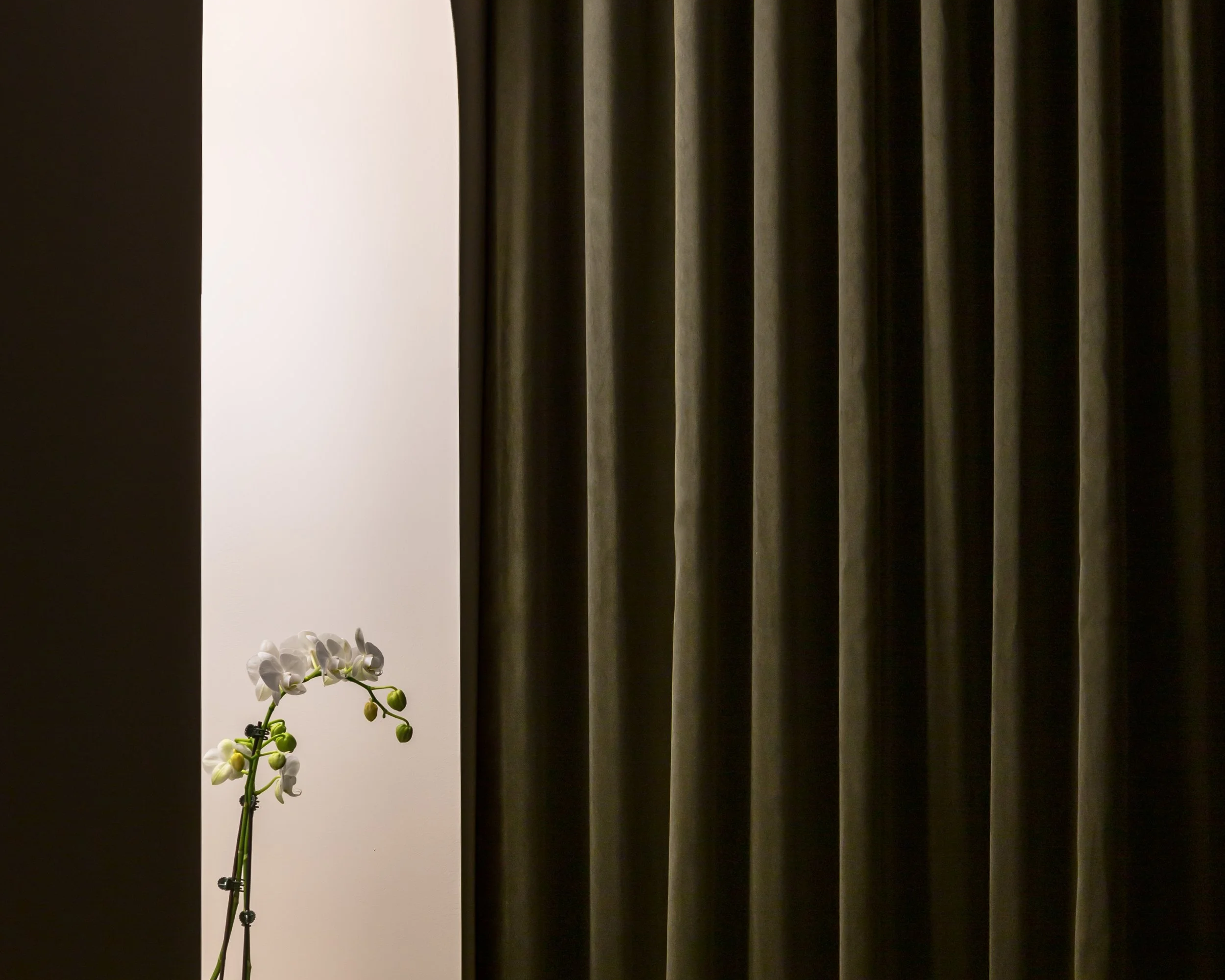 A white orchid plant with and green buds, positioned near a dark curtain.