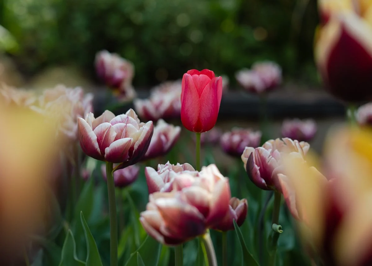 Springtime at the Brooklyn Botanical Garden