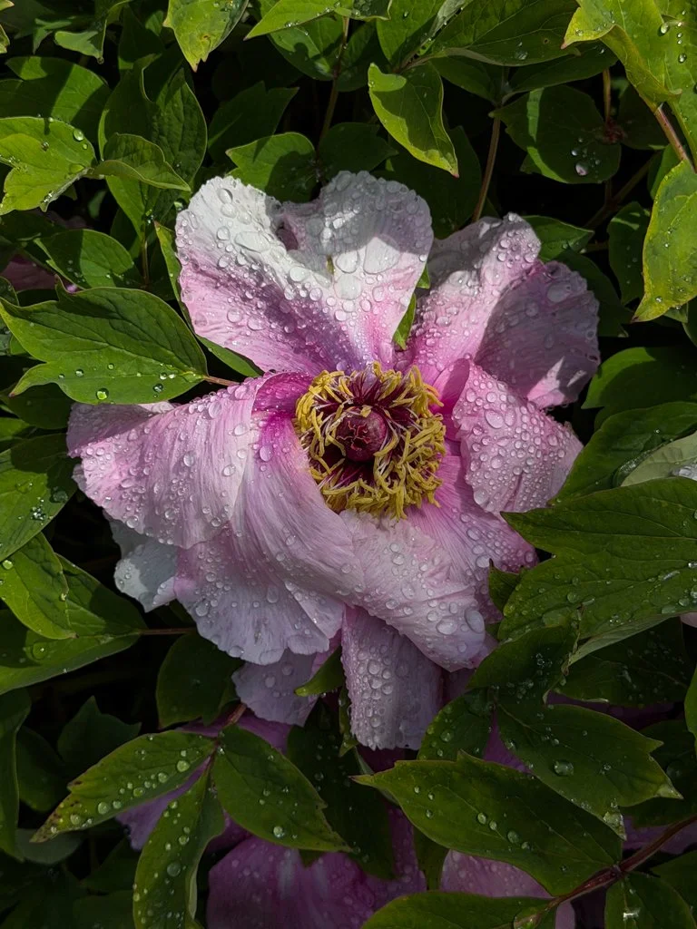 April Showers at the New York Botanical Garden