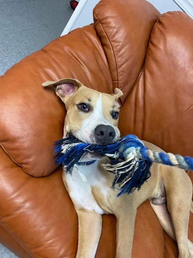 A light brown dog with one ear flopped down and the other ear up, playing with a blue, tan, and white rope toy while lying on a tan leather couch.