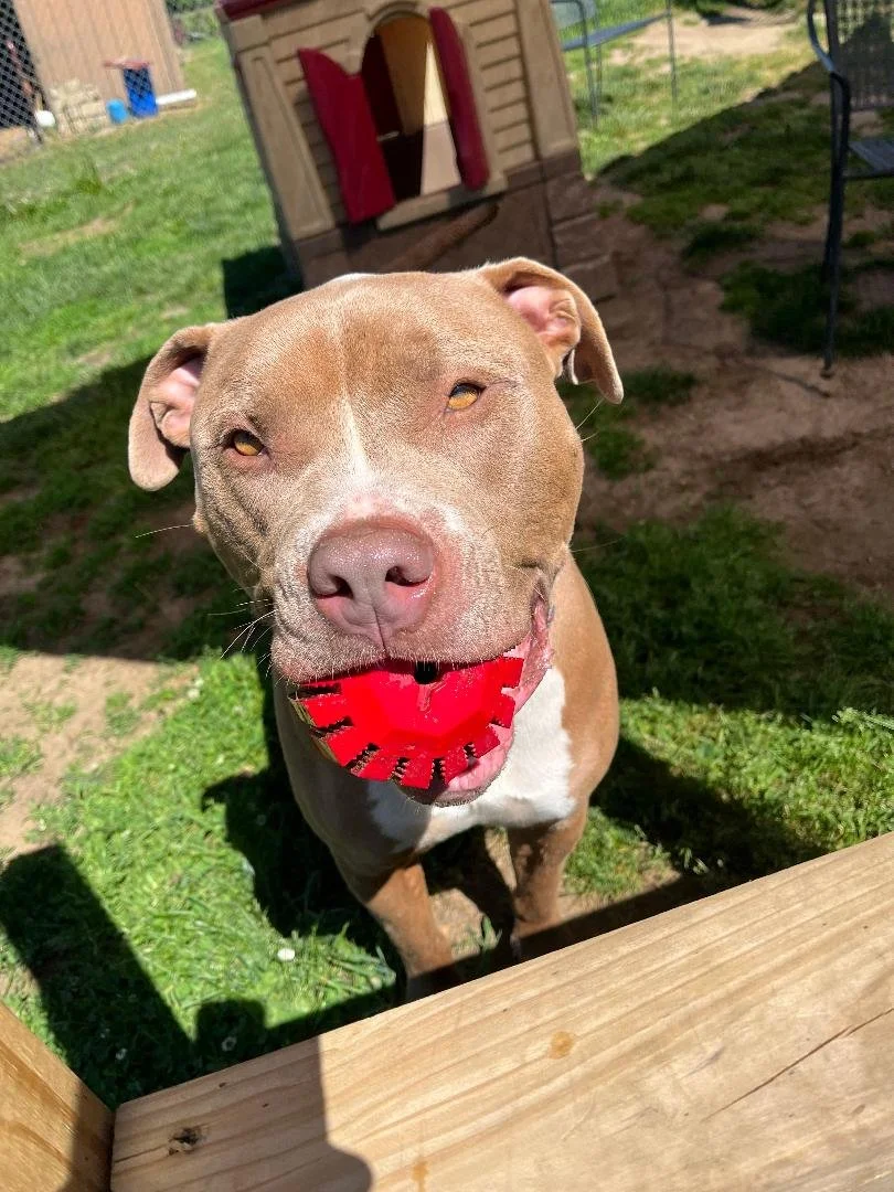 A happy brown and white dog with a red toy in its mouth, standing outside on green grass near a wooden deck.