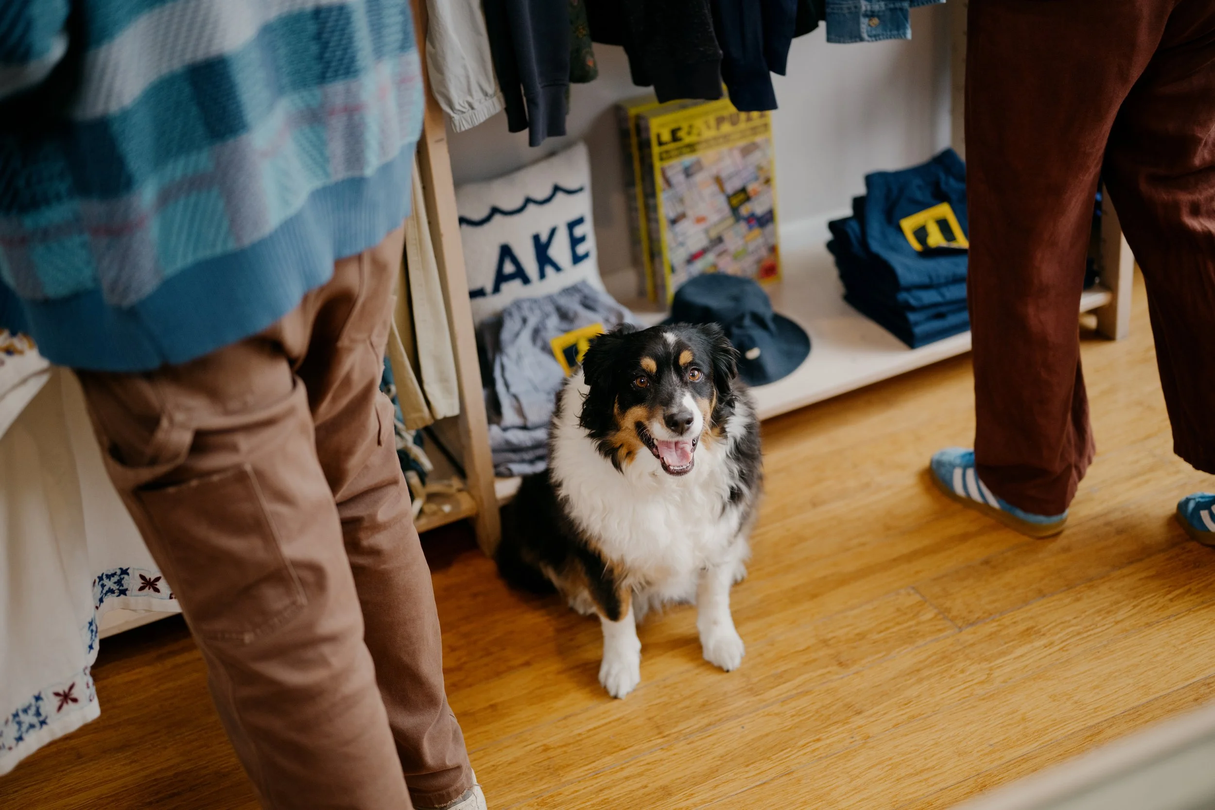 A black and white dog with brown eyes standing on a wooden floor, looking up, with people around it. Clothes and household items are visible in the background. Retail and lifestyle photography featuring warm, bright expressions and light colors. 