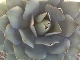 Close-up of a succulent plant with thick, grayish-green leaves arranged in a rosette pattern.