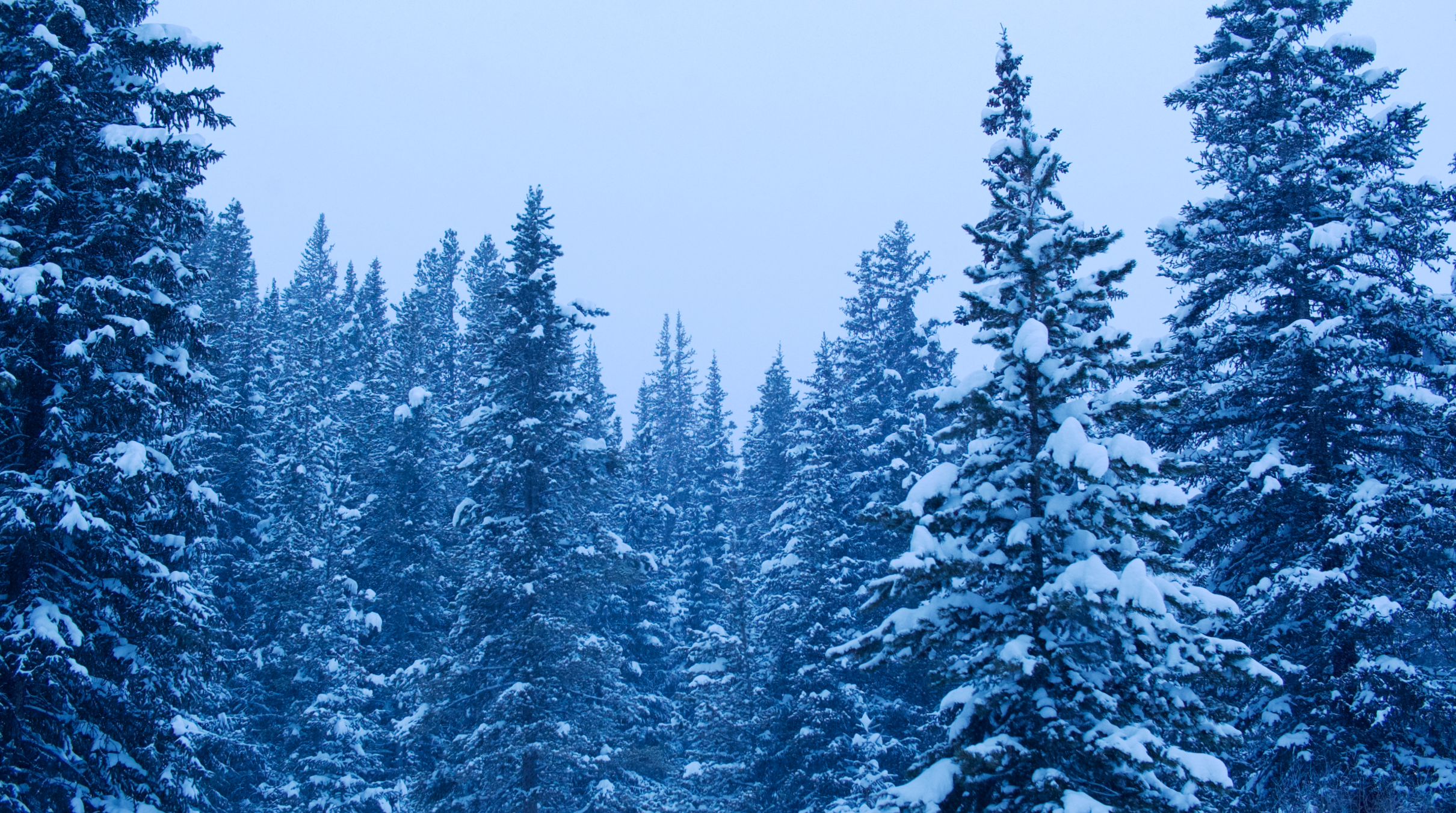 Snow-covered pine trees in a dense forest under a cloudy sky.