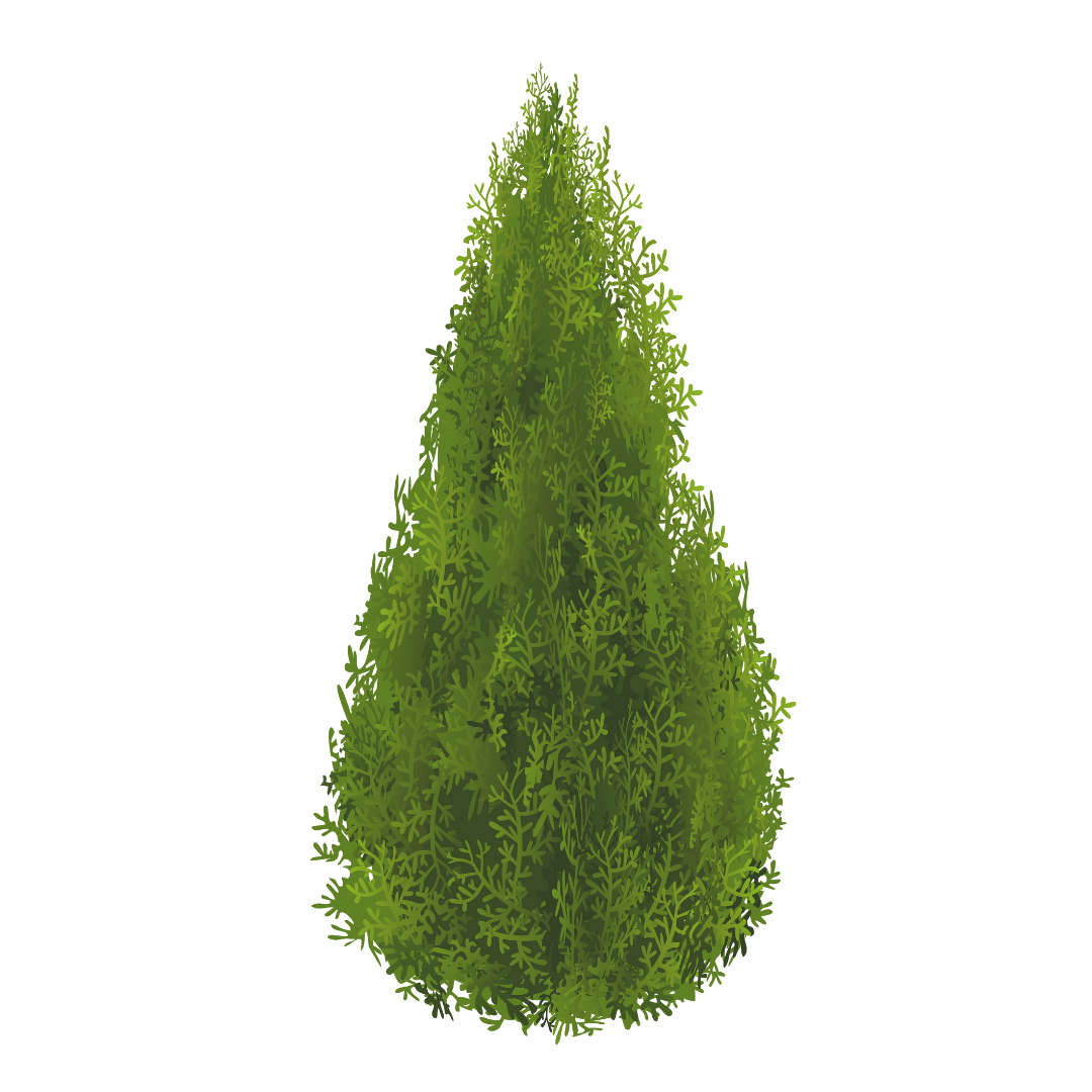 Illustration of a tall, dense, green evergreen tree.