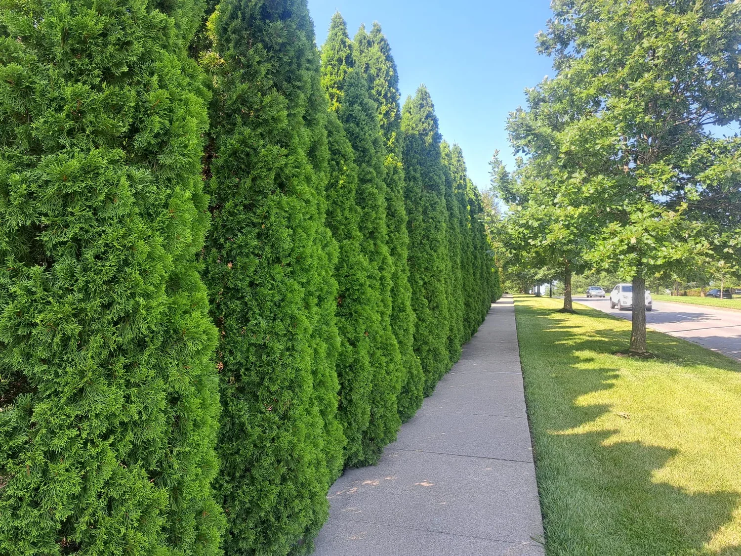 Sidewalk along a row of dense, well-trimmed green trees and a grassy area, with a street and a few cars in the background.
