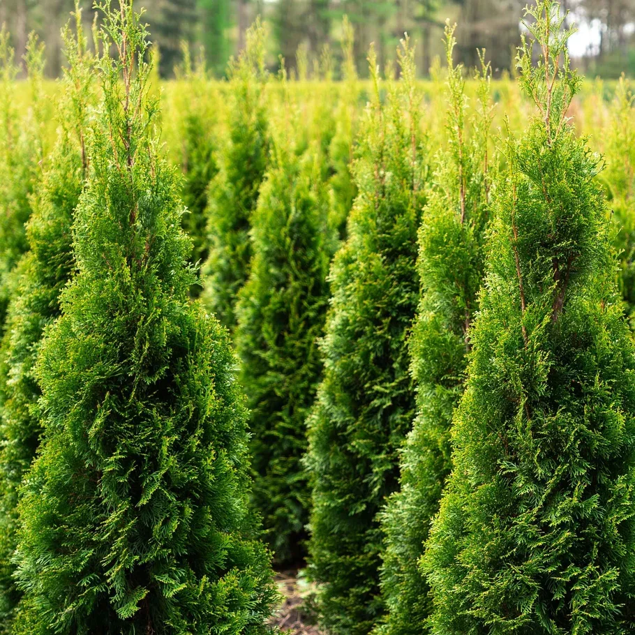 Row of tall, lush green evergreen trees in a garden or nursery setting.