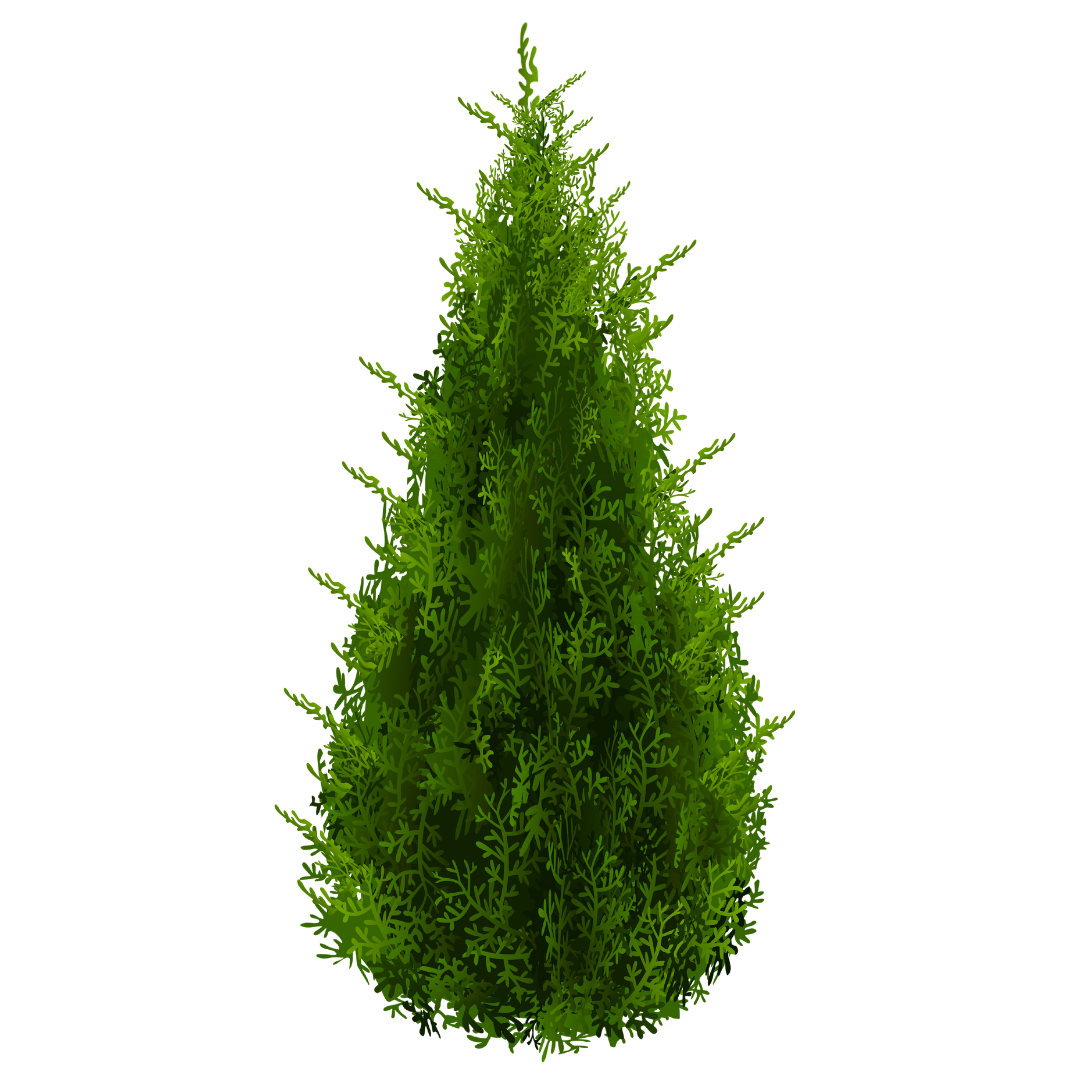 A green, conical-shaped fir tree with dense branches and needle-like leaves.