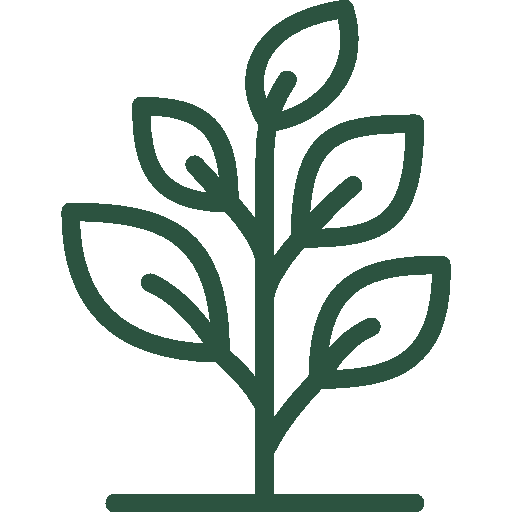 Simple line drawing of a plant with multiple leaves.