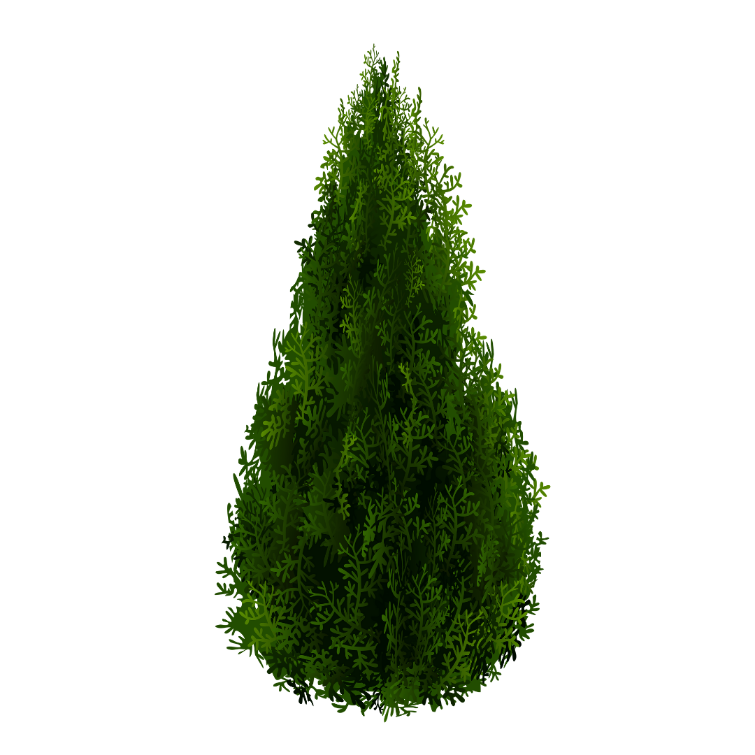 A green coniferous tree with dense, needle-like foliage.