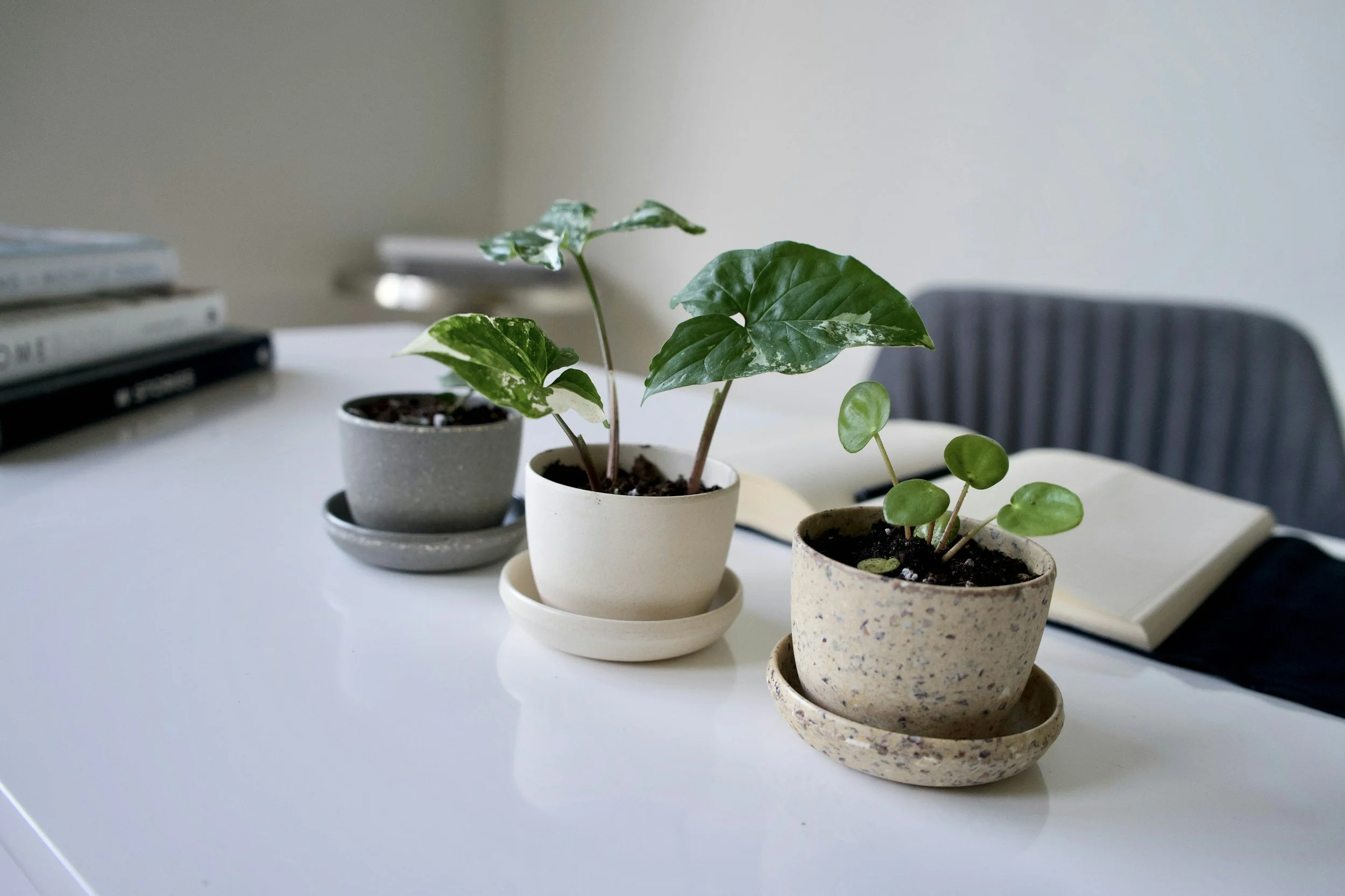 Three potted plants with green leaves placed on a white table, with a gray chair, a notebook, and some books in the background.