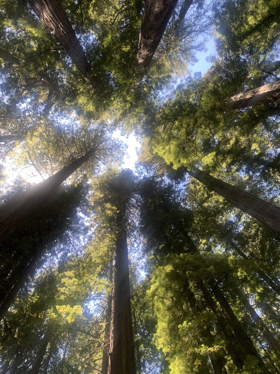 Looking up at tall trees in a forest with sunlight filtering through green leaves.